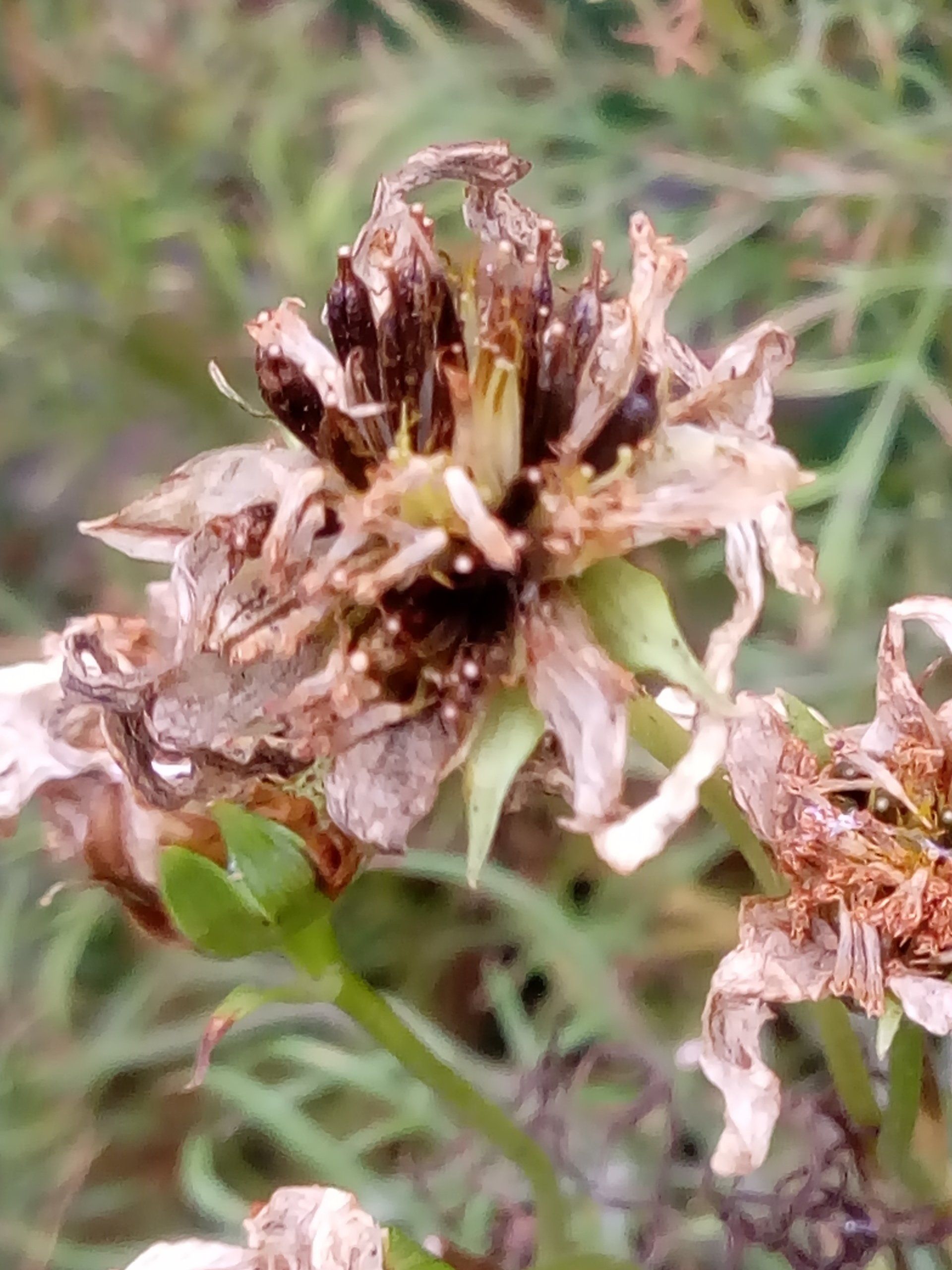 Cosmos Flower Seed Head