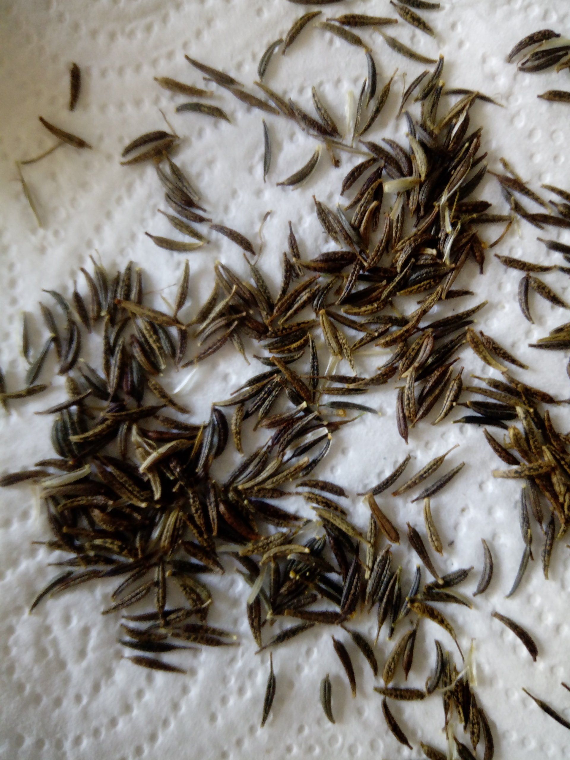 Cosmos Flower Seeds Drying