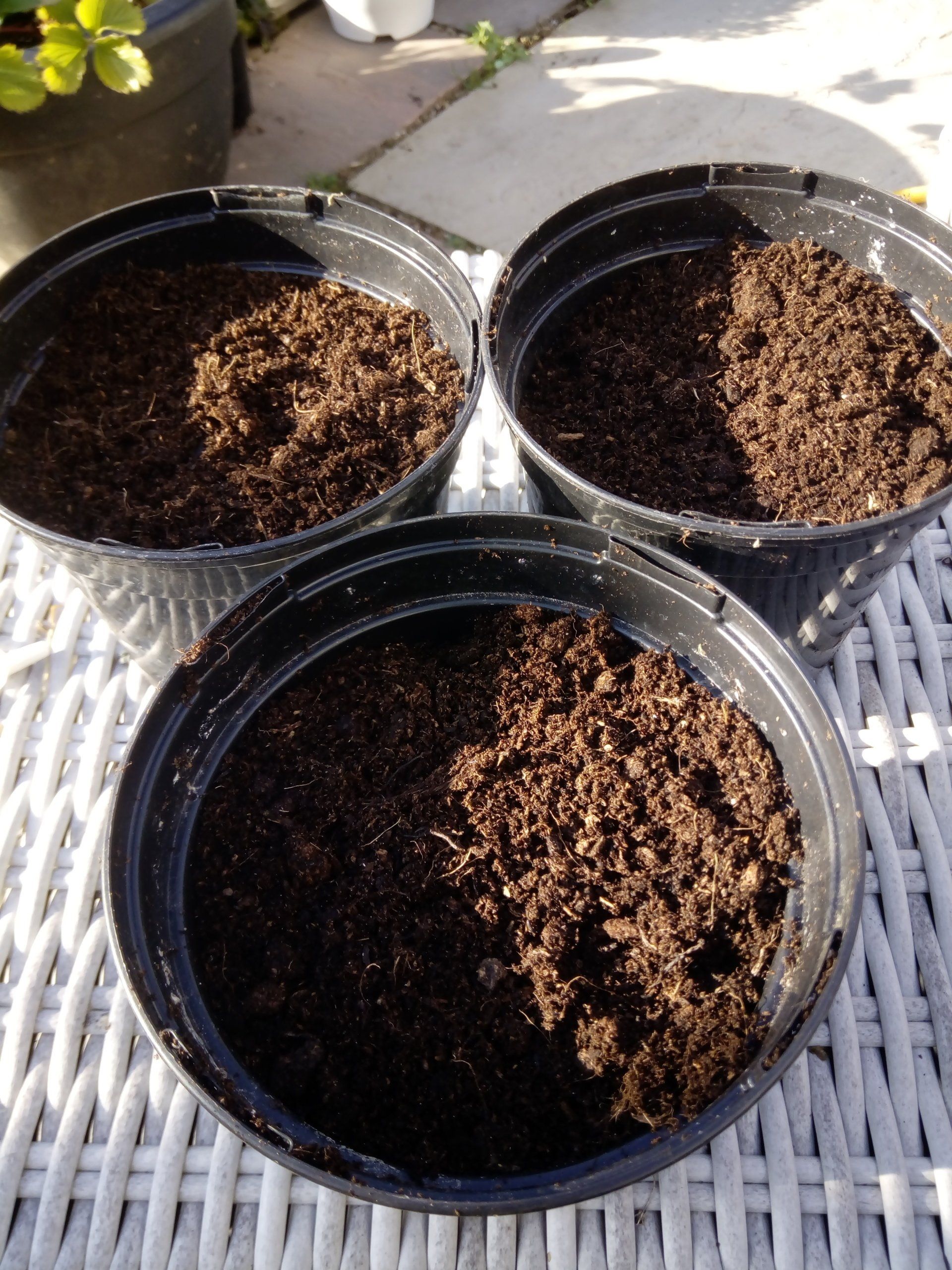 1 litre post filled with multipurpose compost