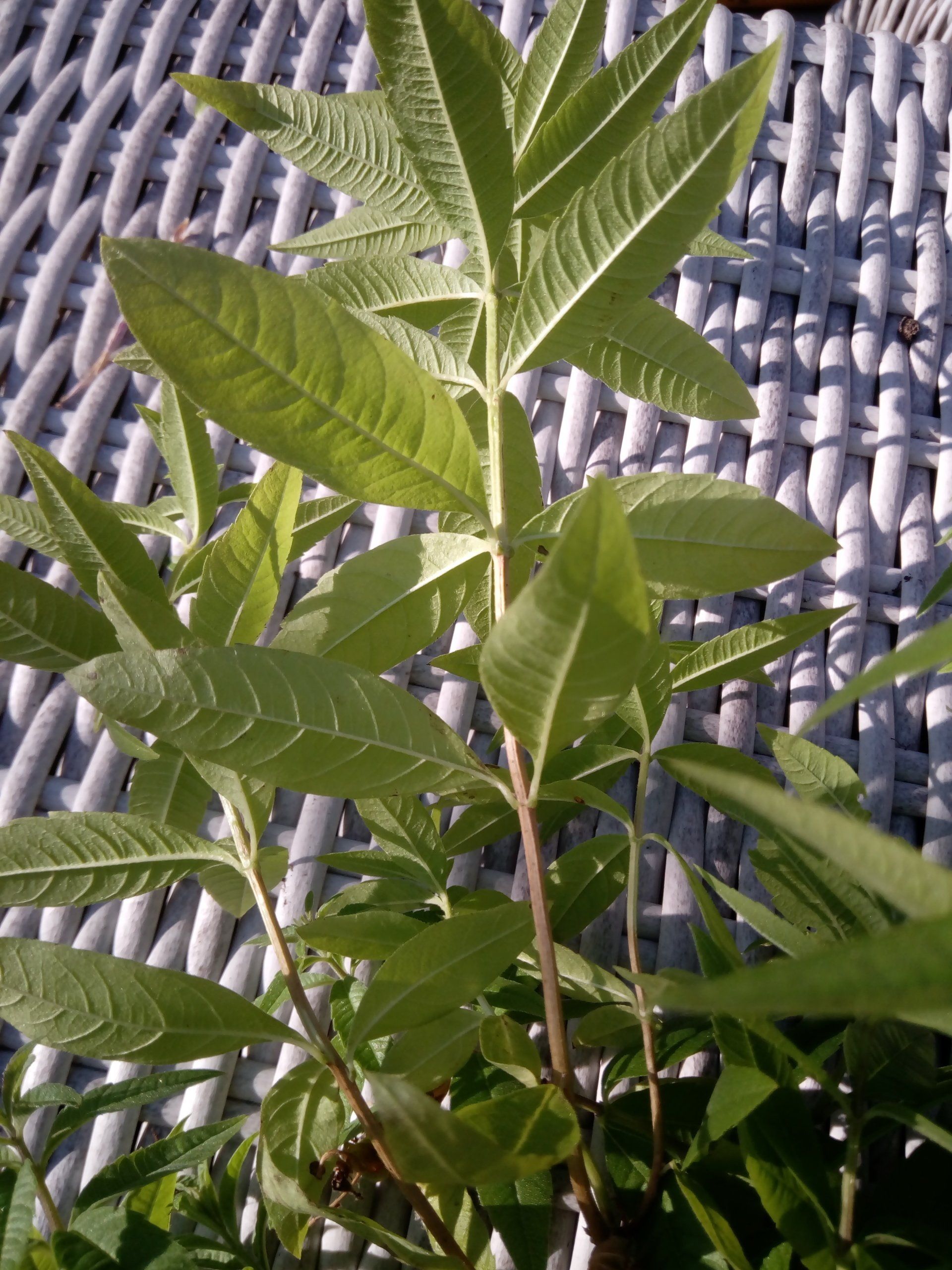 Lemon Verbena or Aloysia citrodora