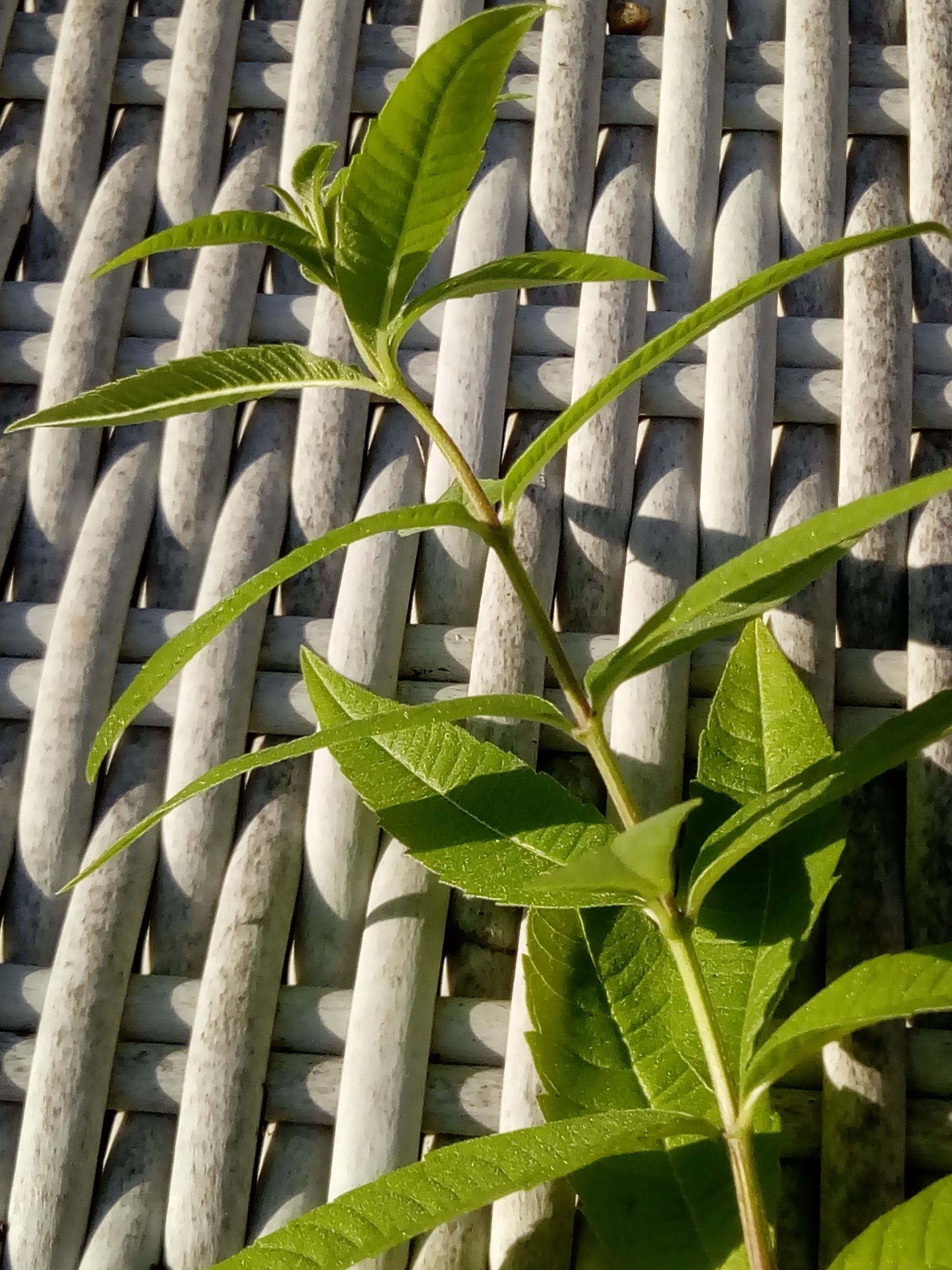 Lemon Verbena or Aloysia citrodora cutting