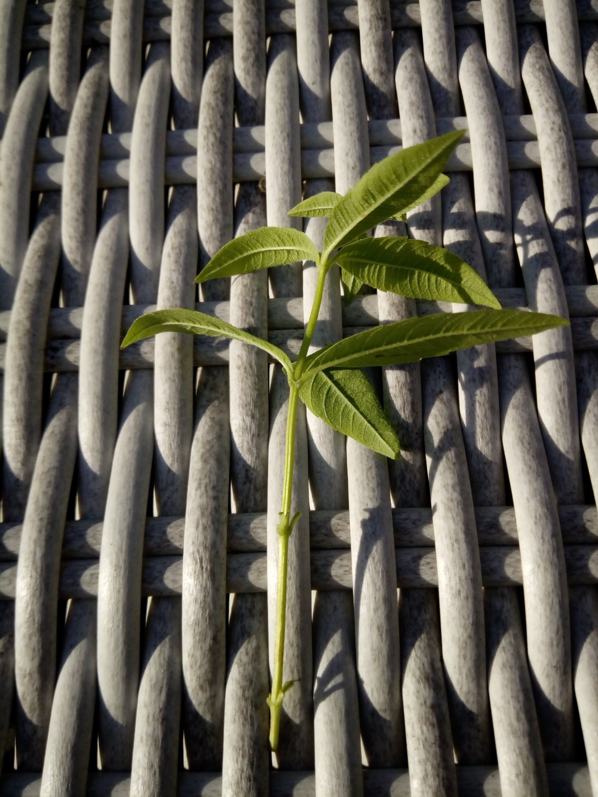 Prepared Lemon Verbena or Aloysia citrodora cutting with lower leaves removed