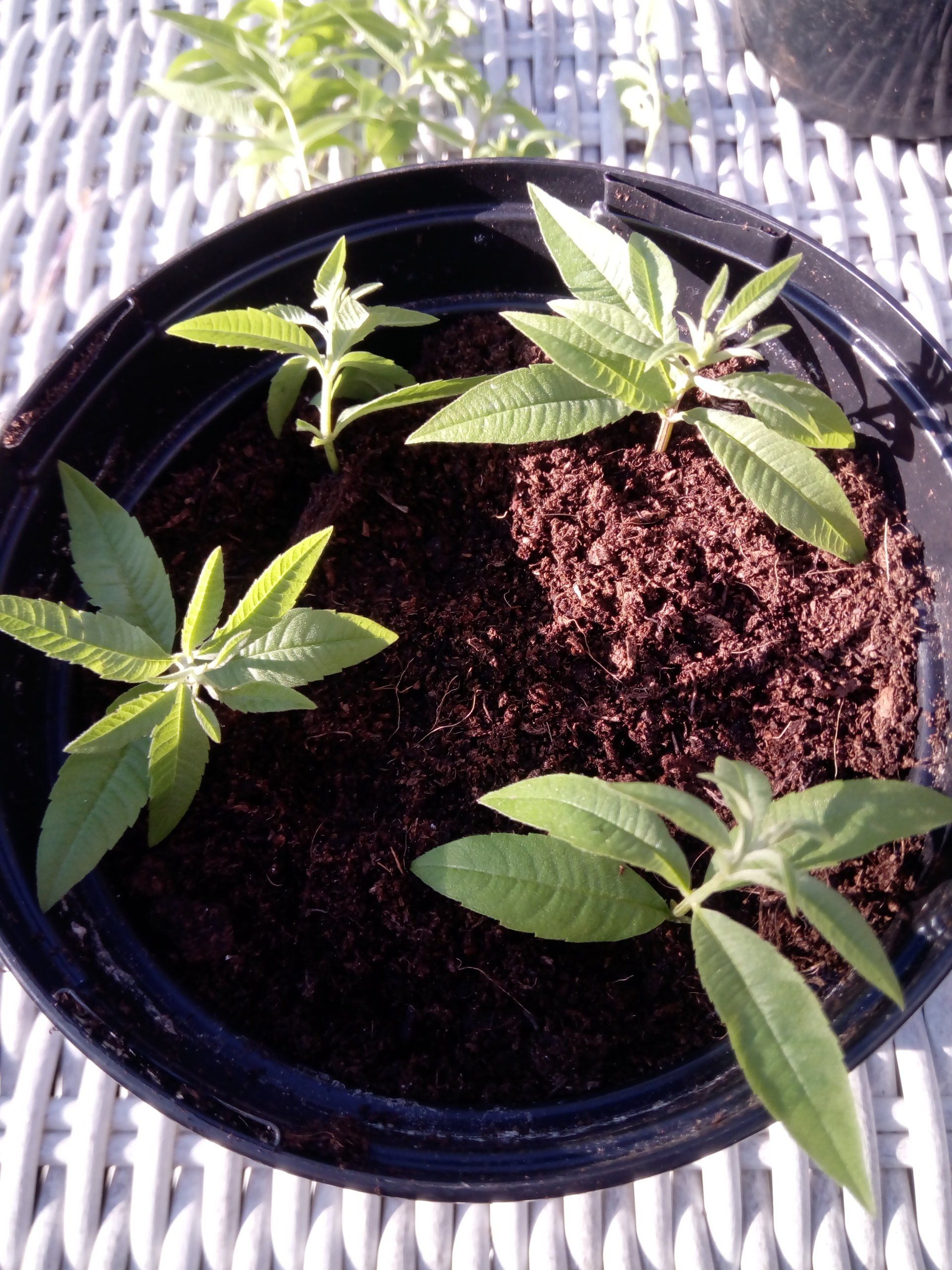 4 Lemon Verbena or Aloysia citrodora cuttings in a 1 litre pot