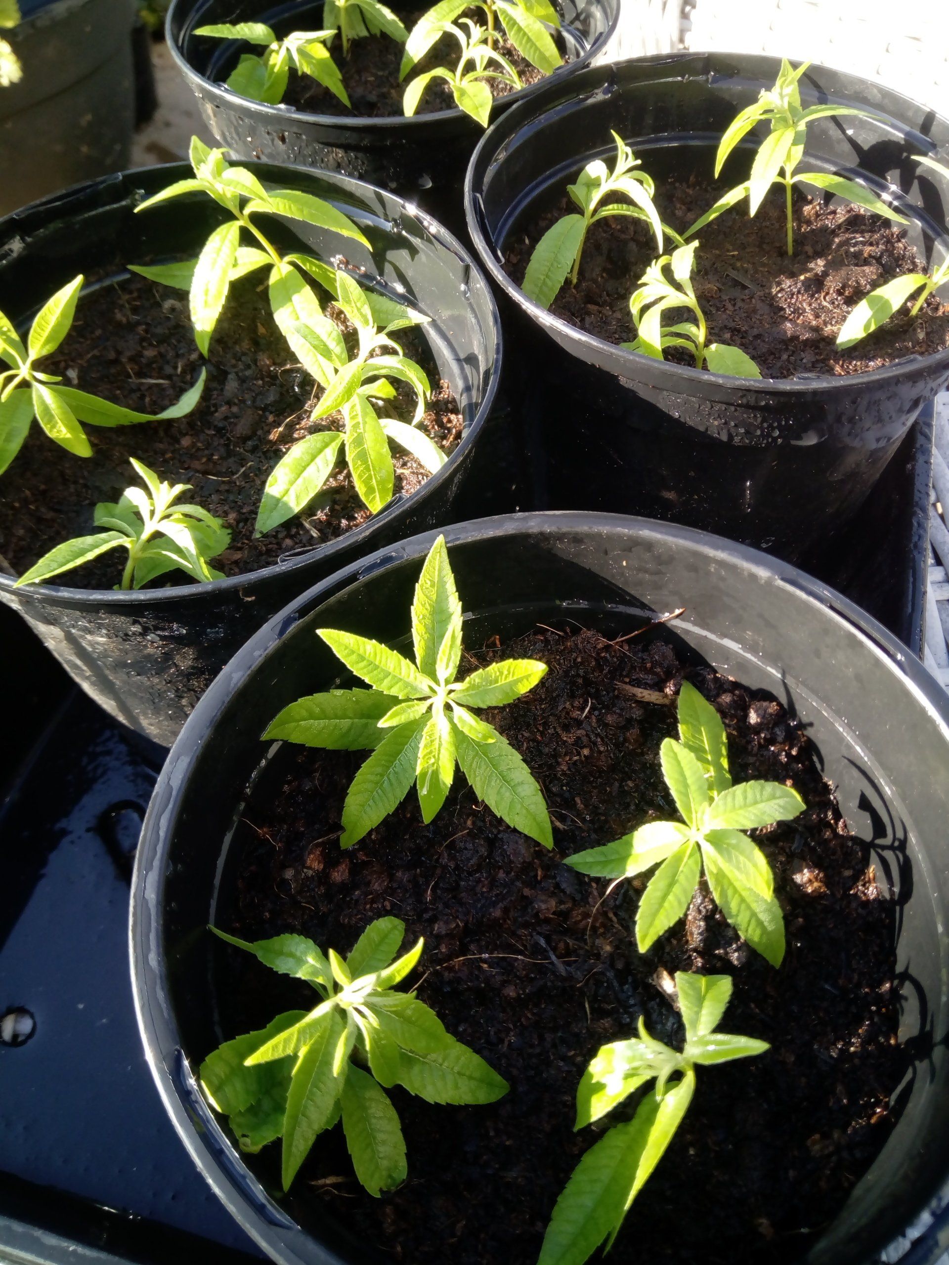 Well watered pots of Lemon Verbena or Aloysia citrodora cuttings