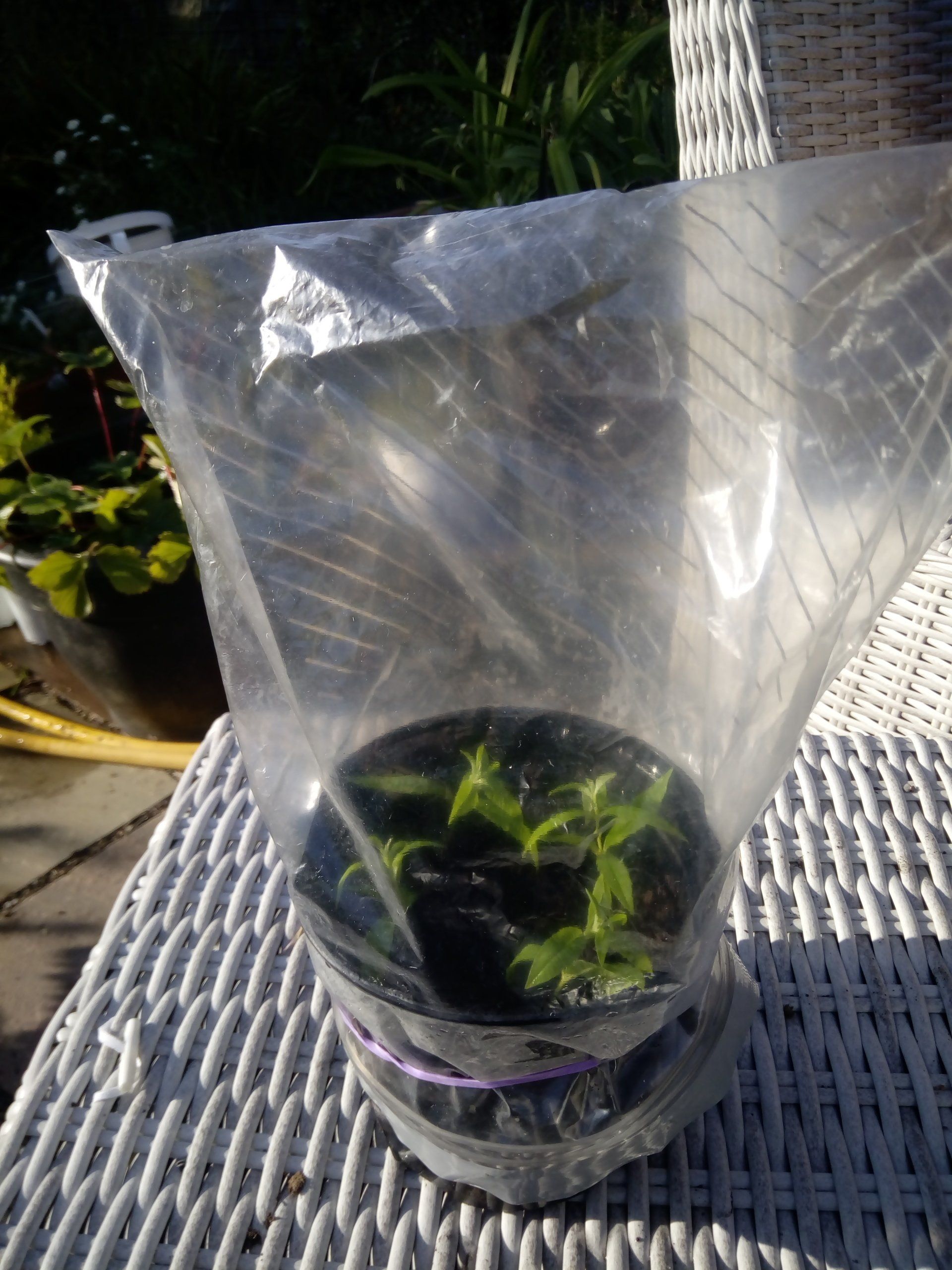 Lemon Verbena or Aloysia citrodora cuttings in a pot with a plastic bag to keep the moisture in