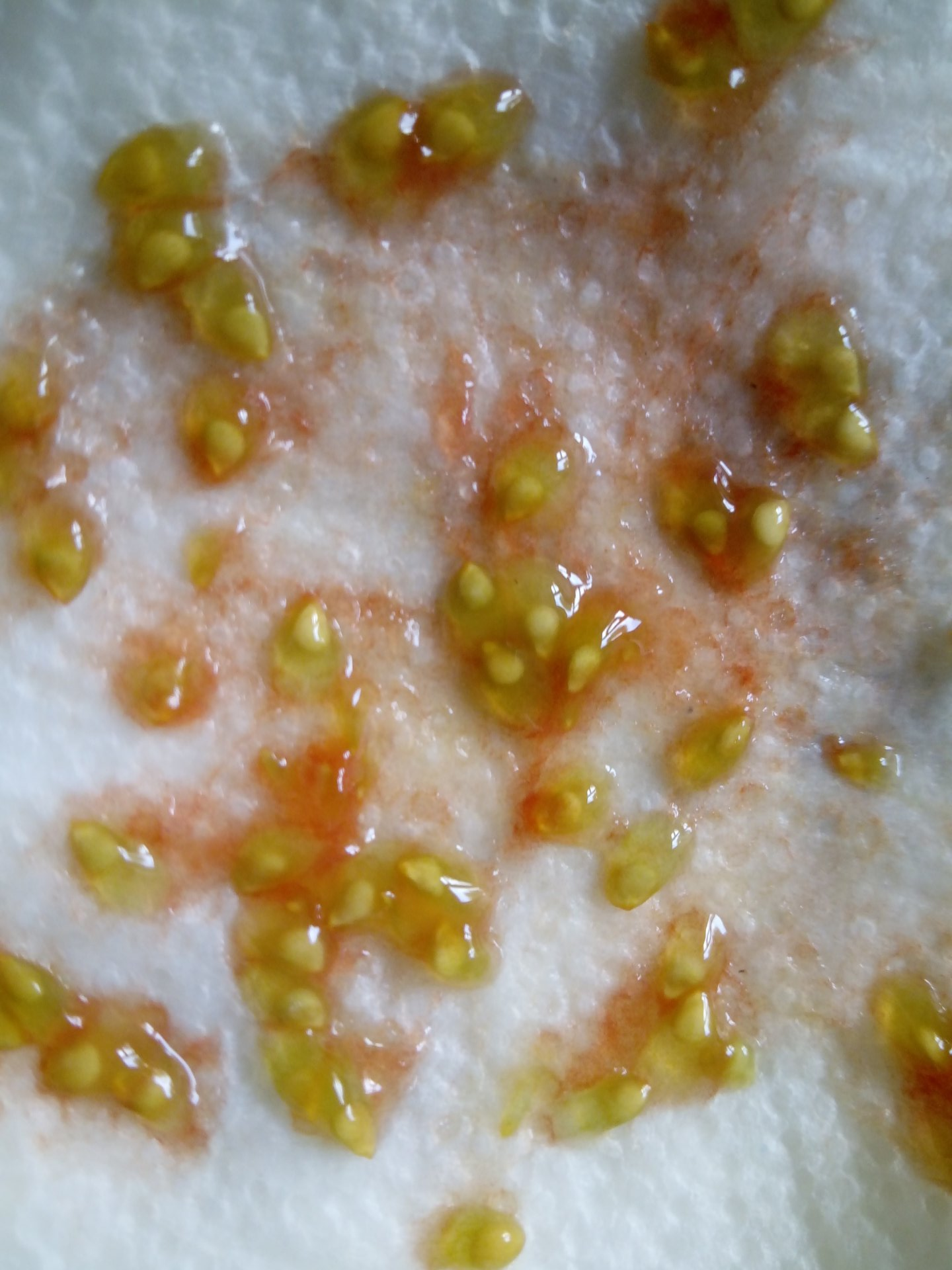 Tomato seeds drying on a paper towel