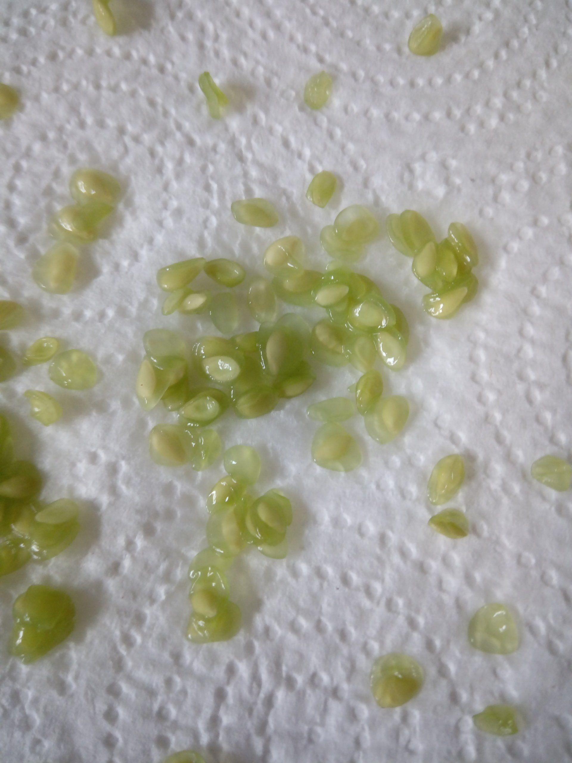 Cucamelon Seeds Drying on a Paper Towel
