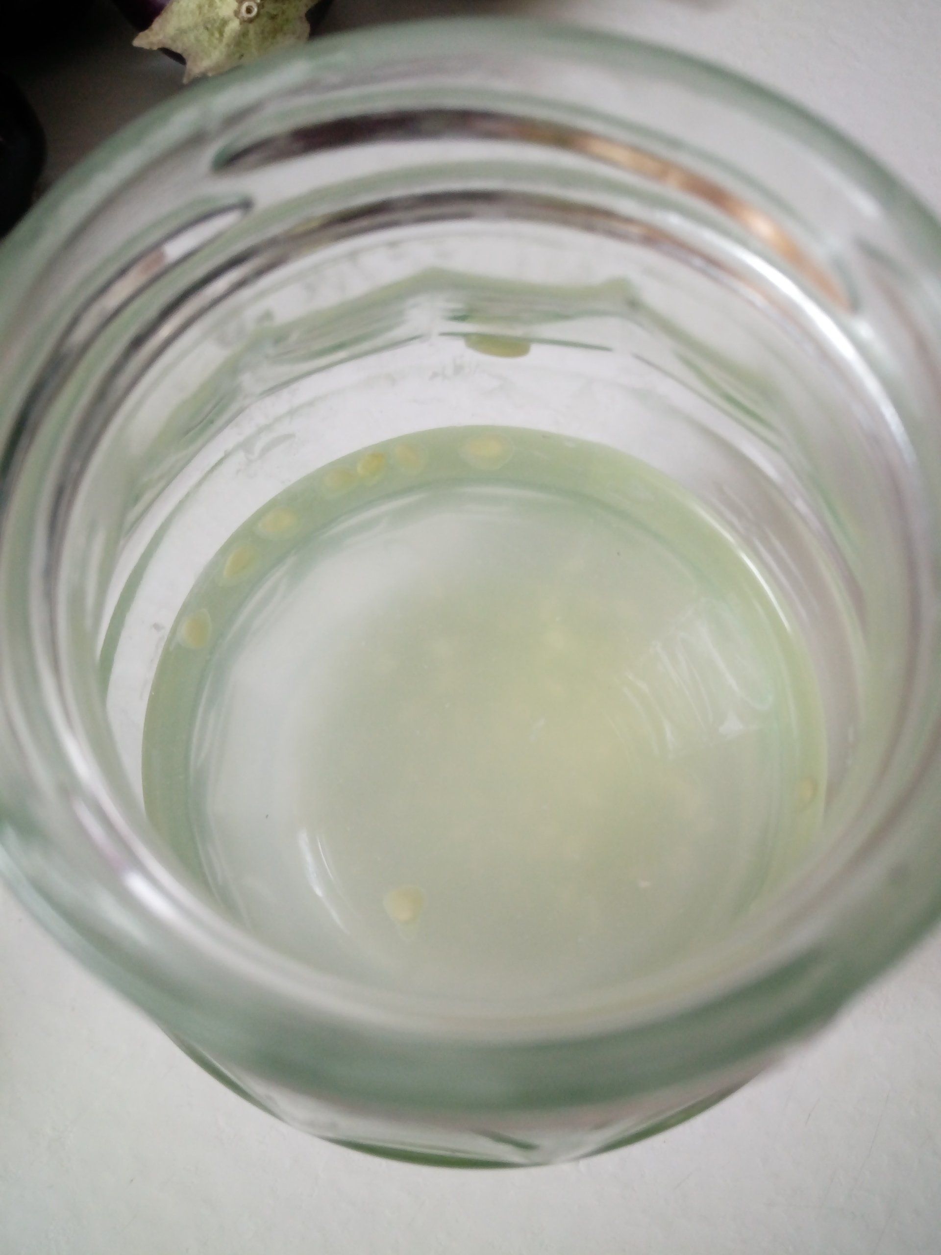 Cucamelon Seeds Fermenting in Water at the Bottom of the Jam Jar