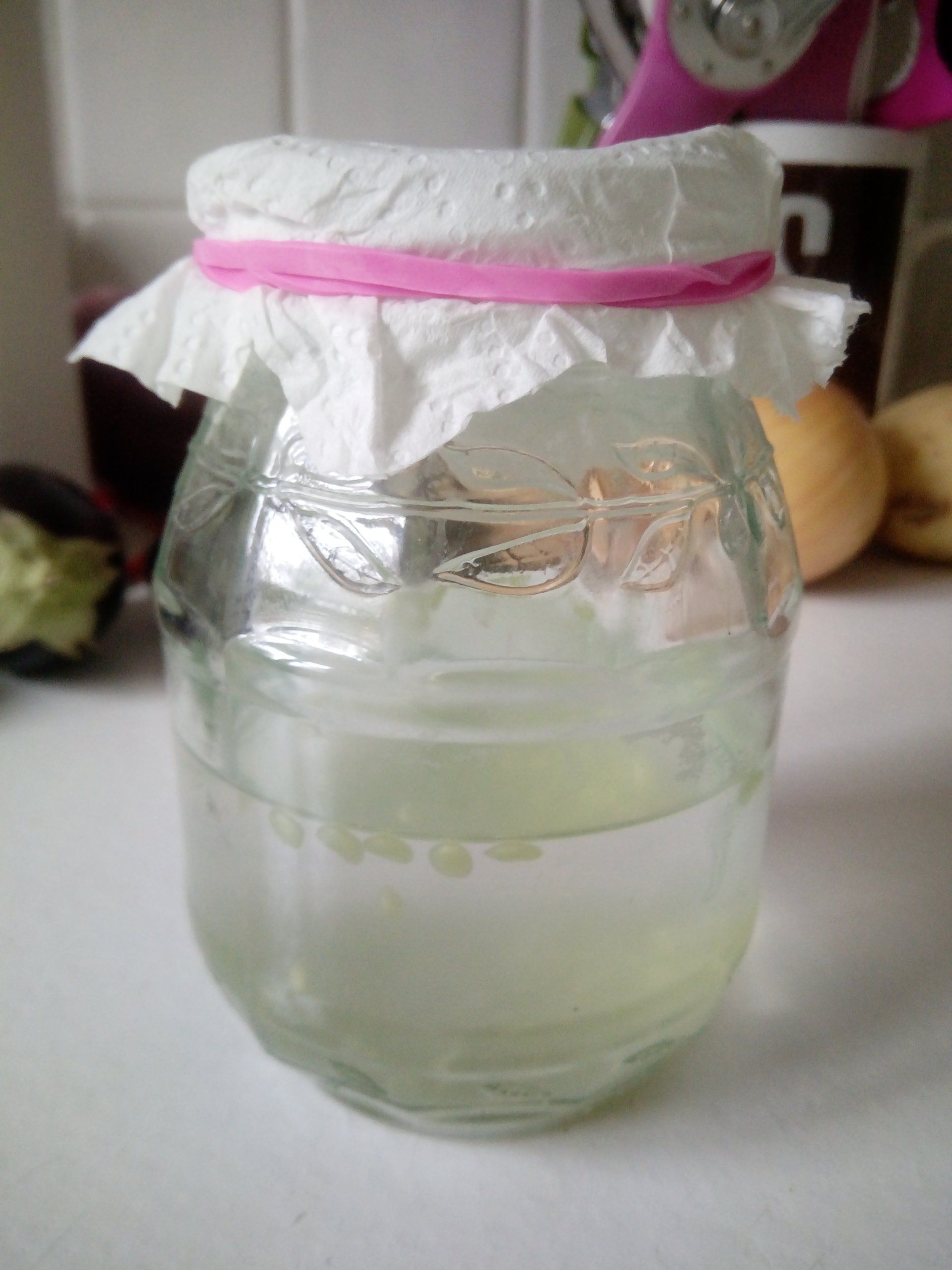 Fermenting Cucamelon Seeds in a Jar covered with a Kitchen Towel Lid