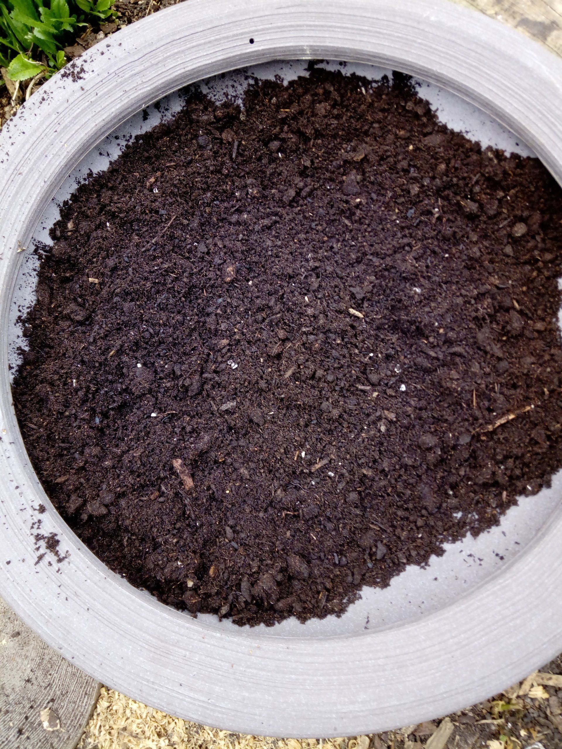 Bulb Bowl Filled With Bulb Fibre