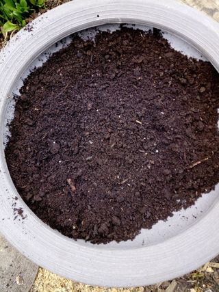 Bulb Bowl Filled With Bulb Fibre