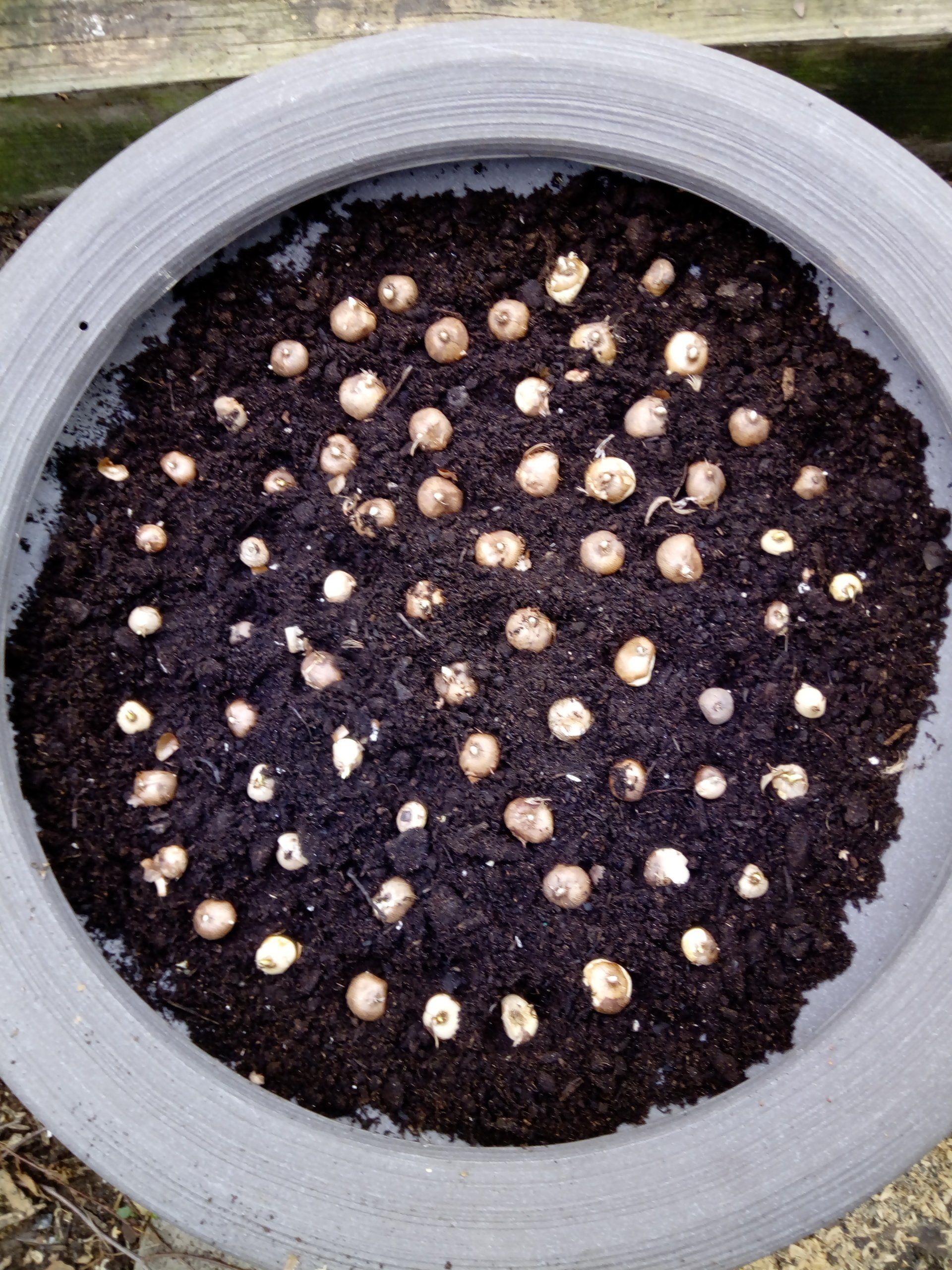 Crocus Corms  (Bulbs) Planted in a Bulb Bowl
