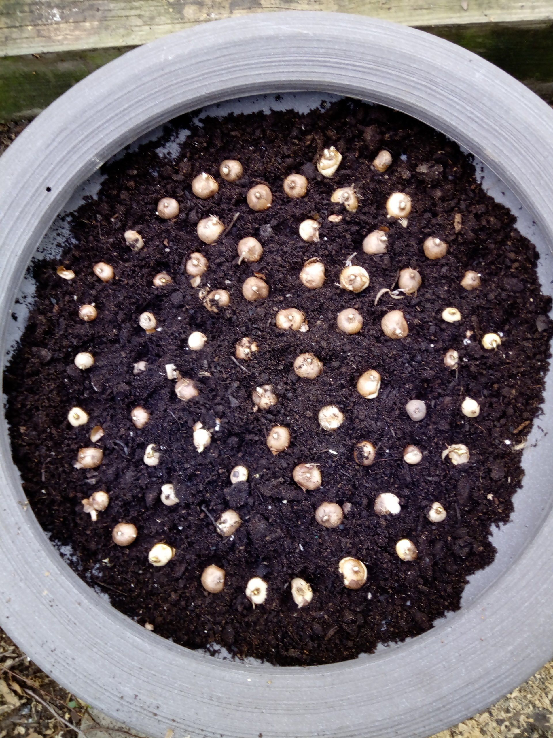 Crocus Corms (Bulbs) Planted in a Bulb Bowl