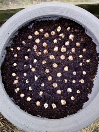 Crocus Corms (Bulbs) Planted in a Bulb Bowl