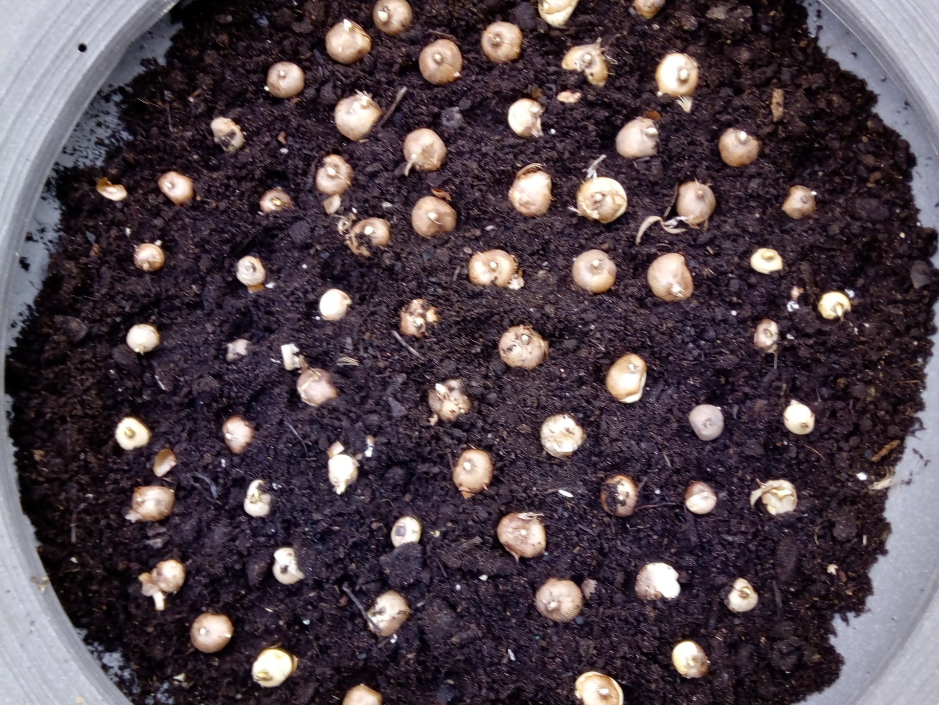 A Bowl Planted with Spring Flowering Crocus