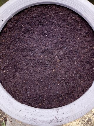 Crocus Planted in a Bulb Bowl