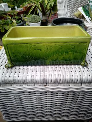 Green Ceramic Trough to Grow Paperwhite Narcissus in