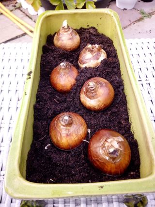 Six Paperwhite Narcissus planted in a trough