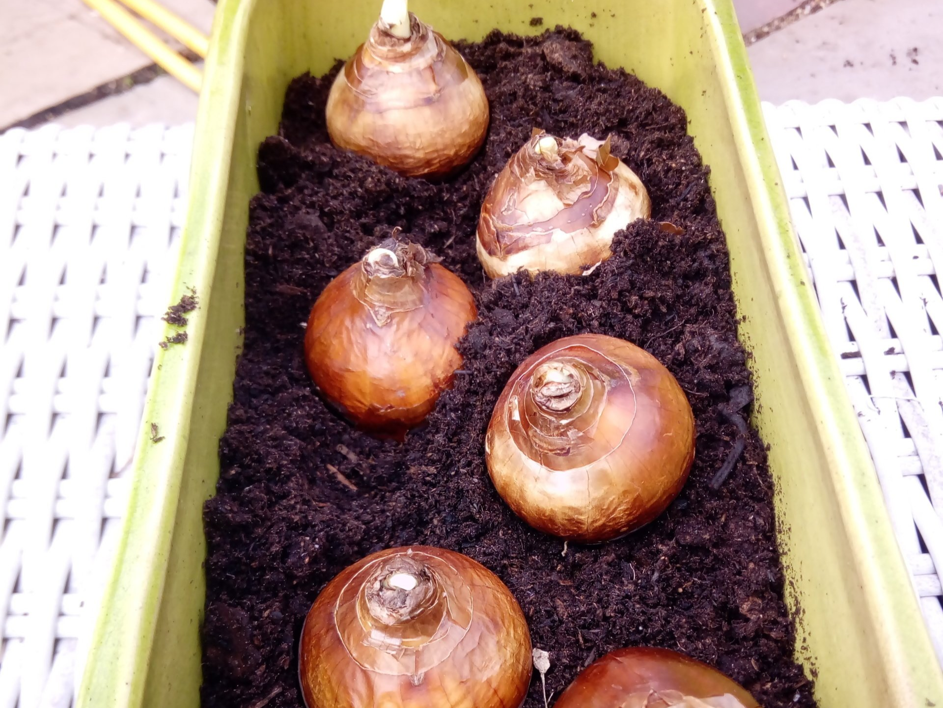 Paperwhite Narcissus planted in a Container