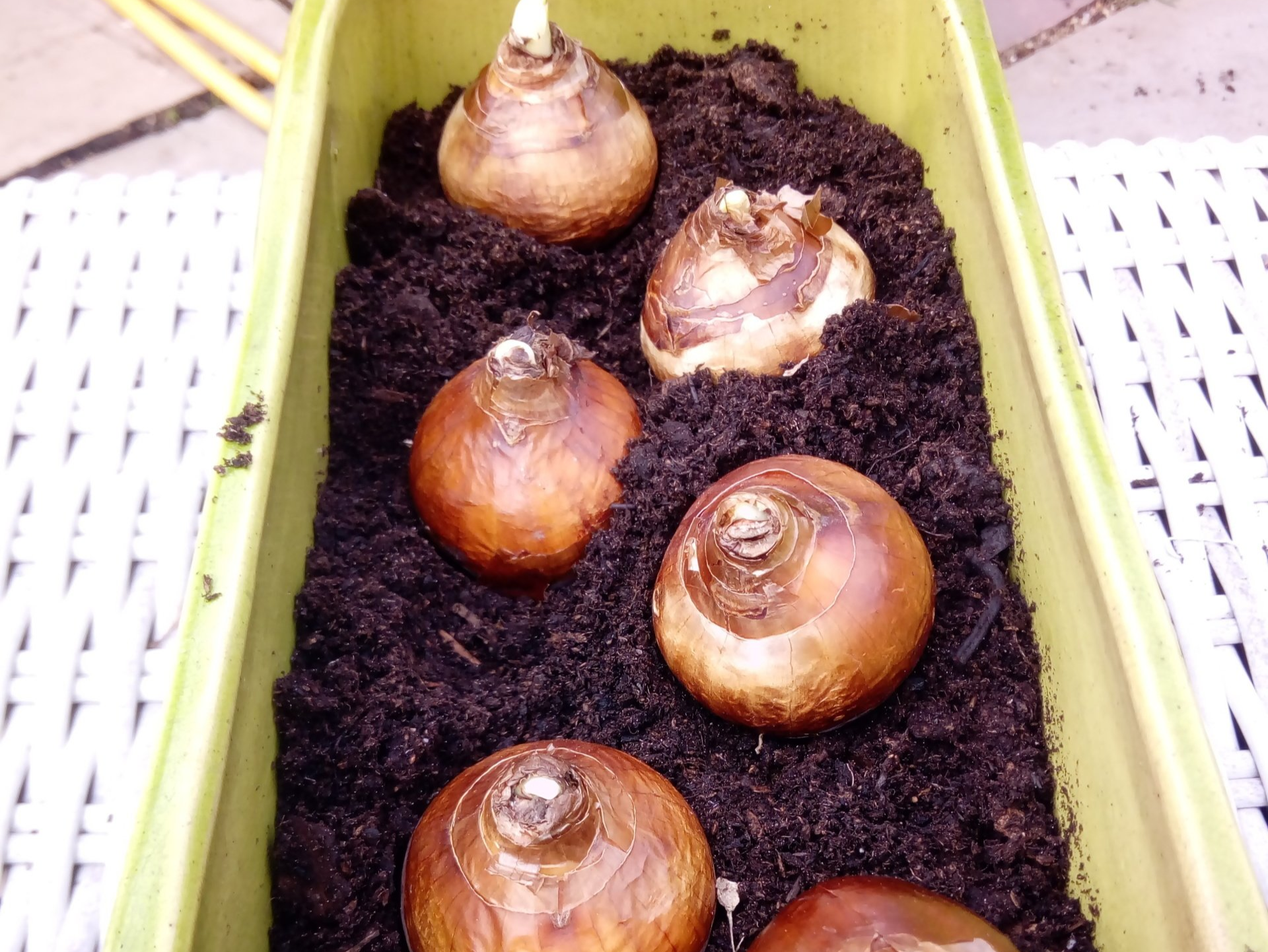 Paperwhite Narcissus Bulbs