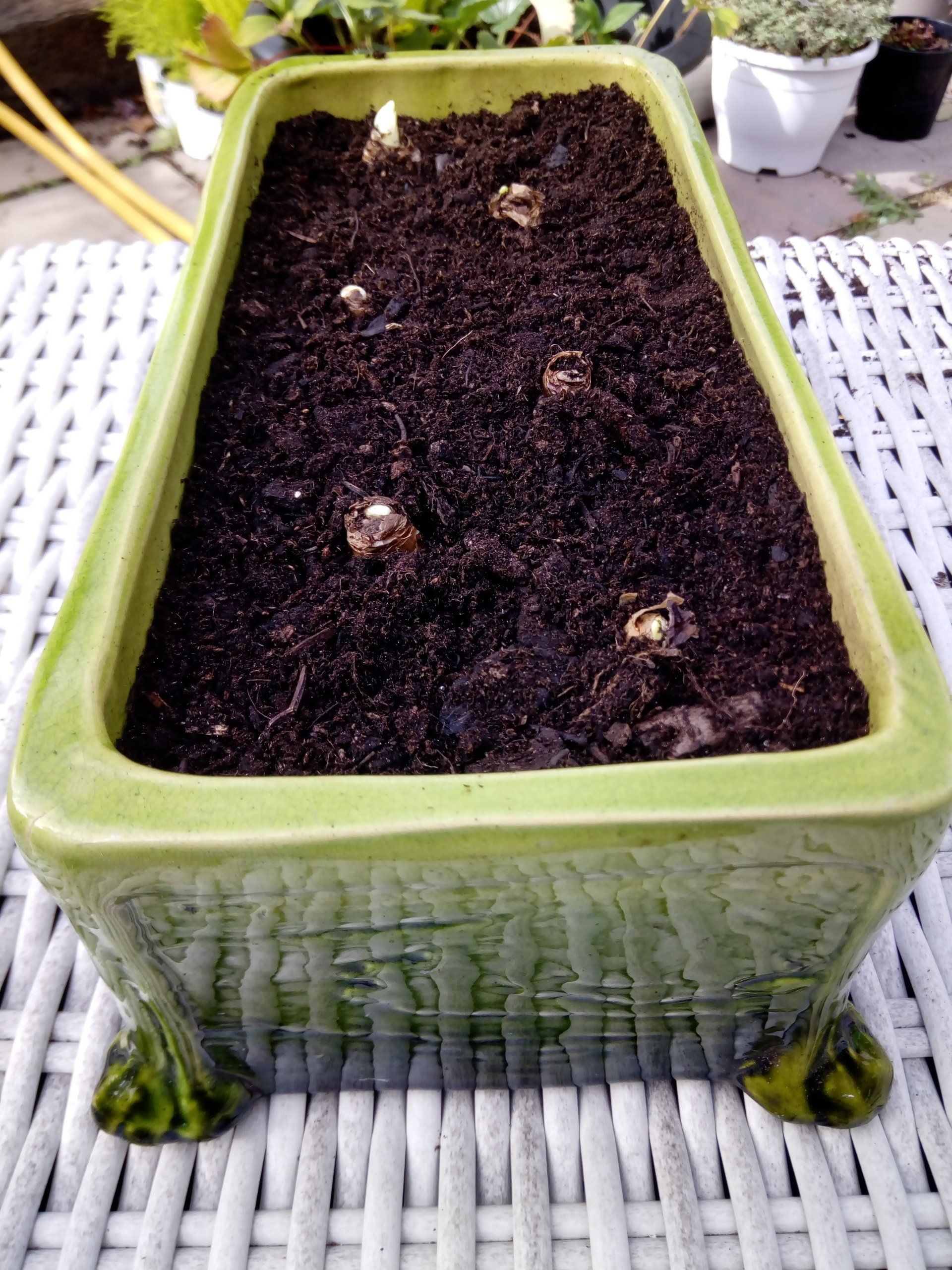 Paperwhite Narcissus Planted for Christmas Flowering