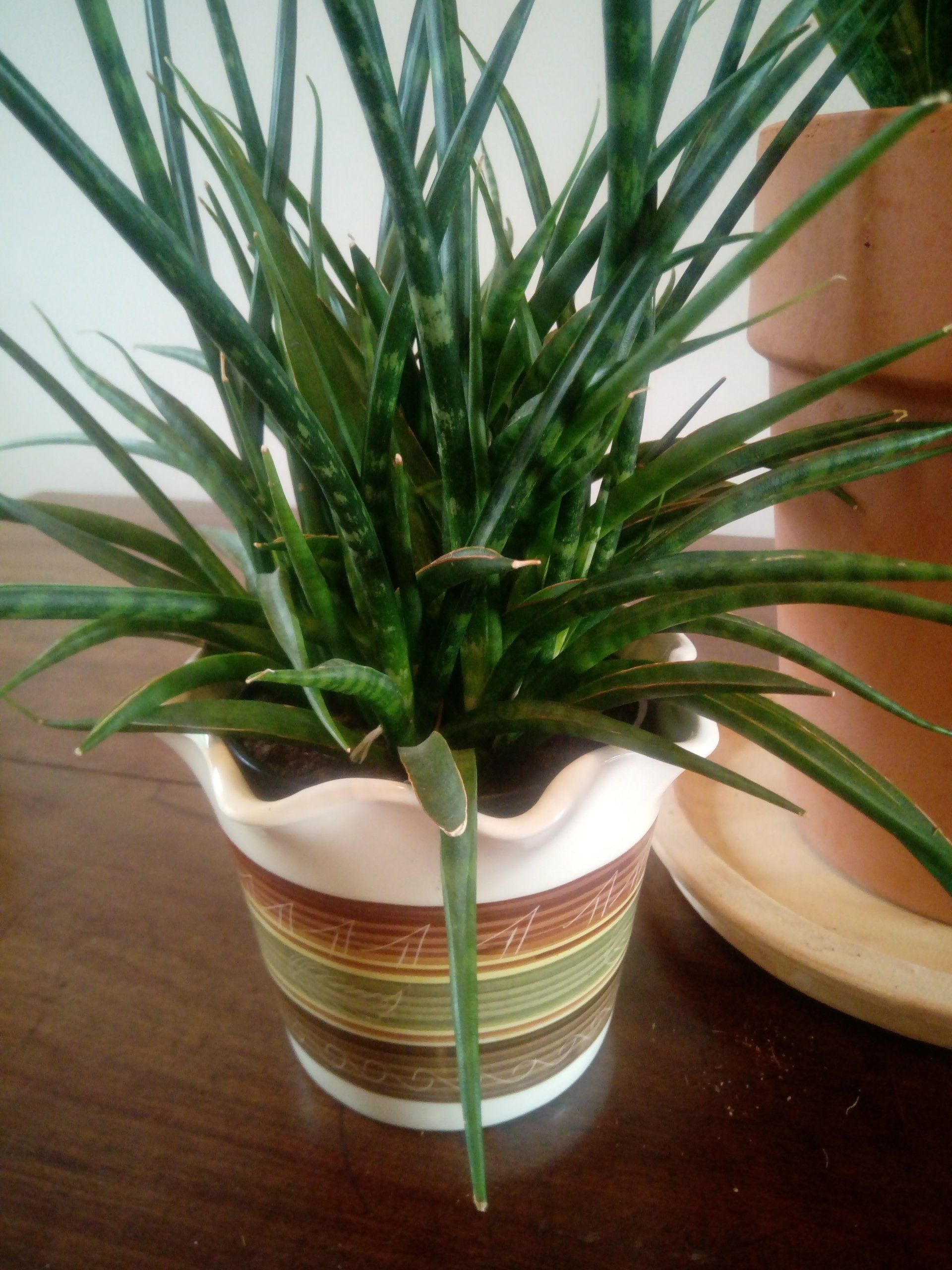 Sansevieria in a Retro Pot