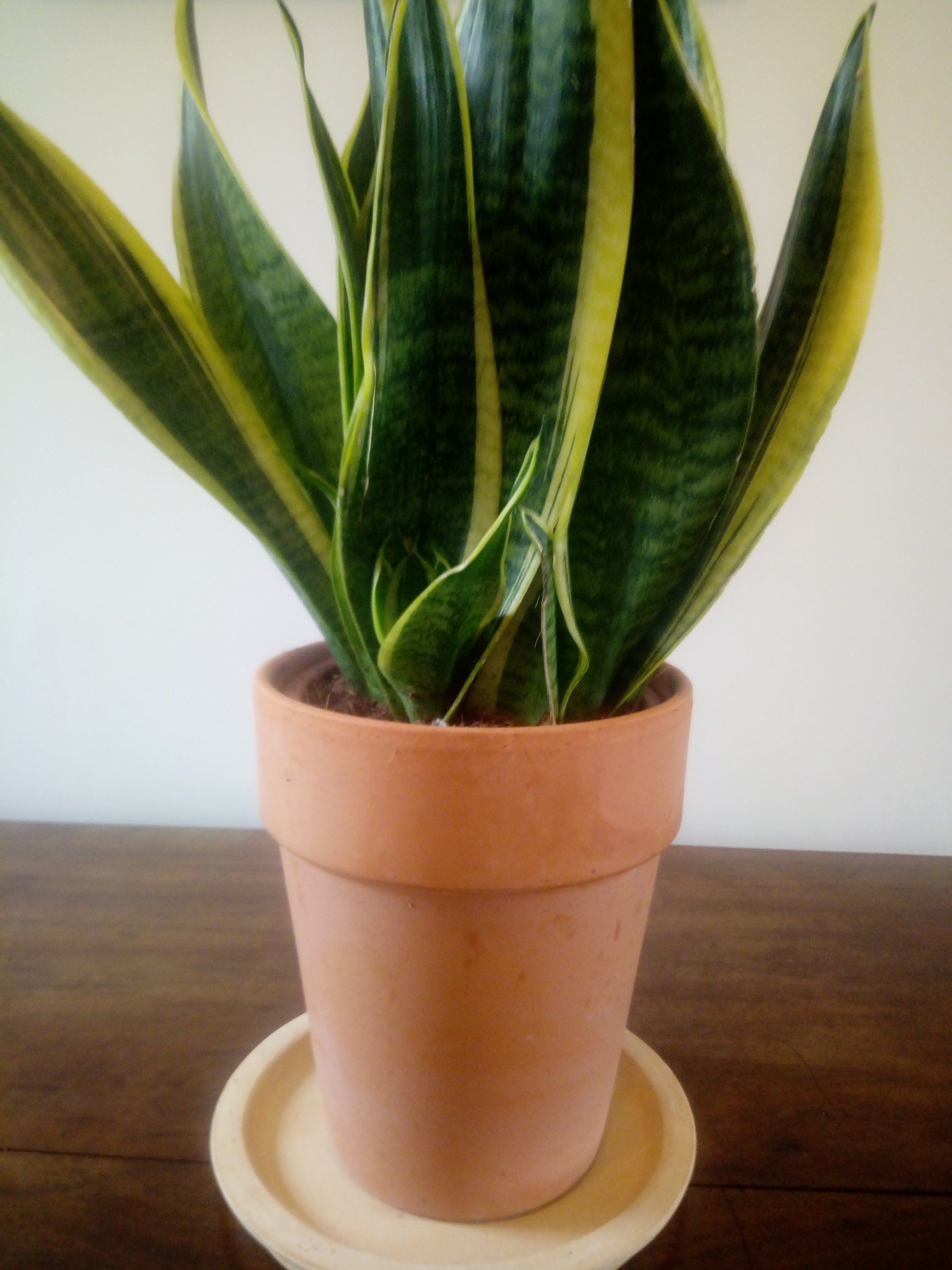 Sansevieria laurentii in a Terracotta Pot