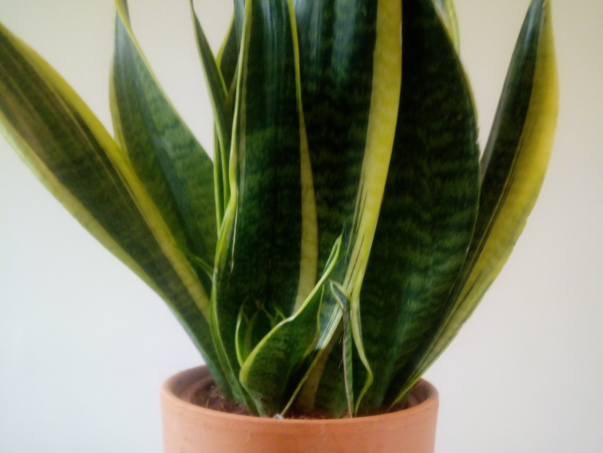 Air Purifying Houseplants