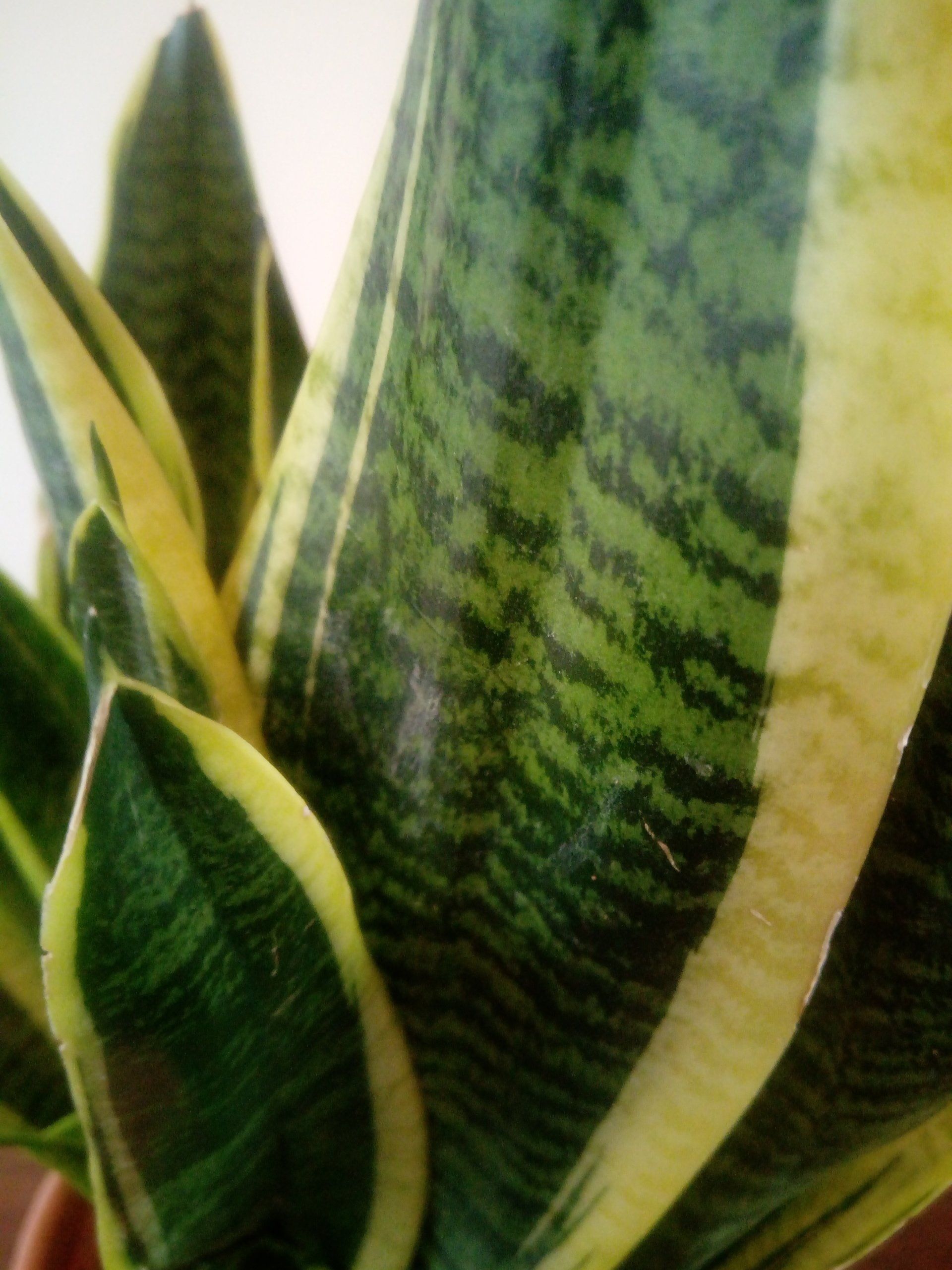 Close up of a Sansevieria laurentii leaf