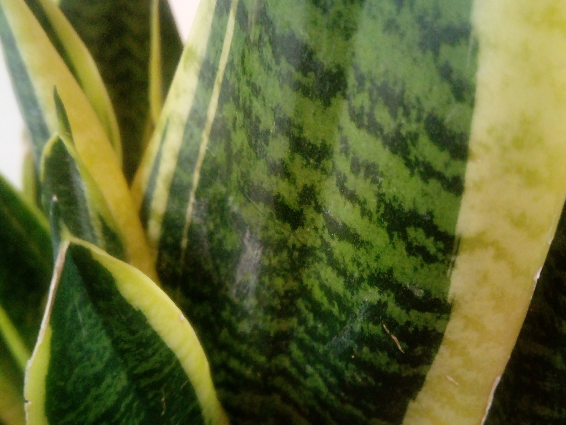 Sansevieria, a natural air purifier