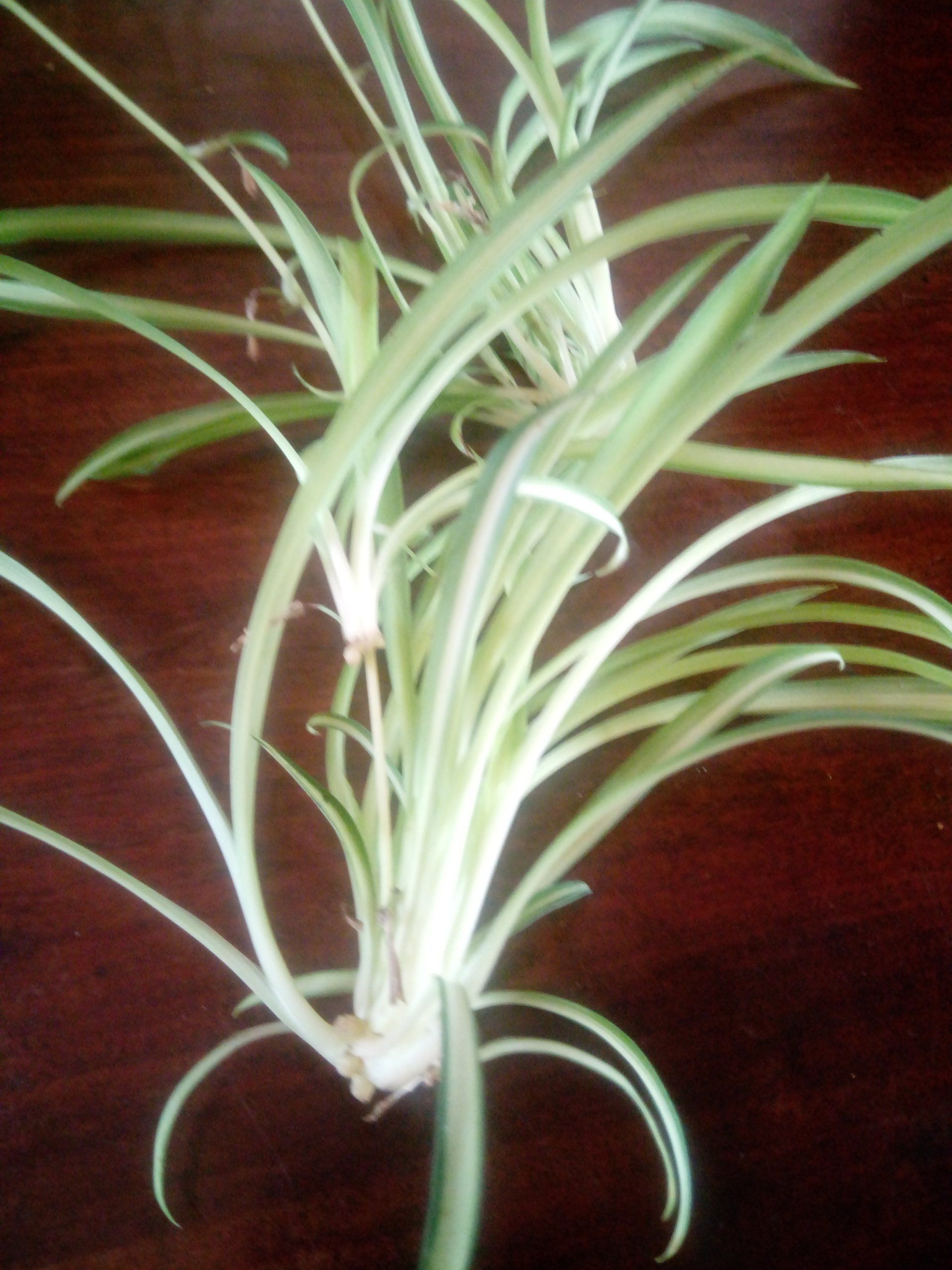 Chlorophytum (Spider Plant) Baby Plants