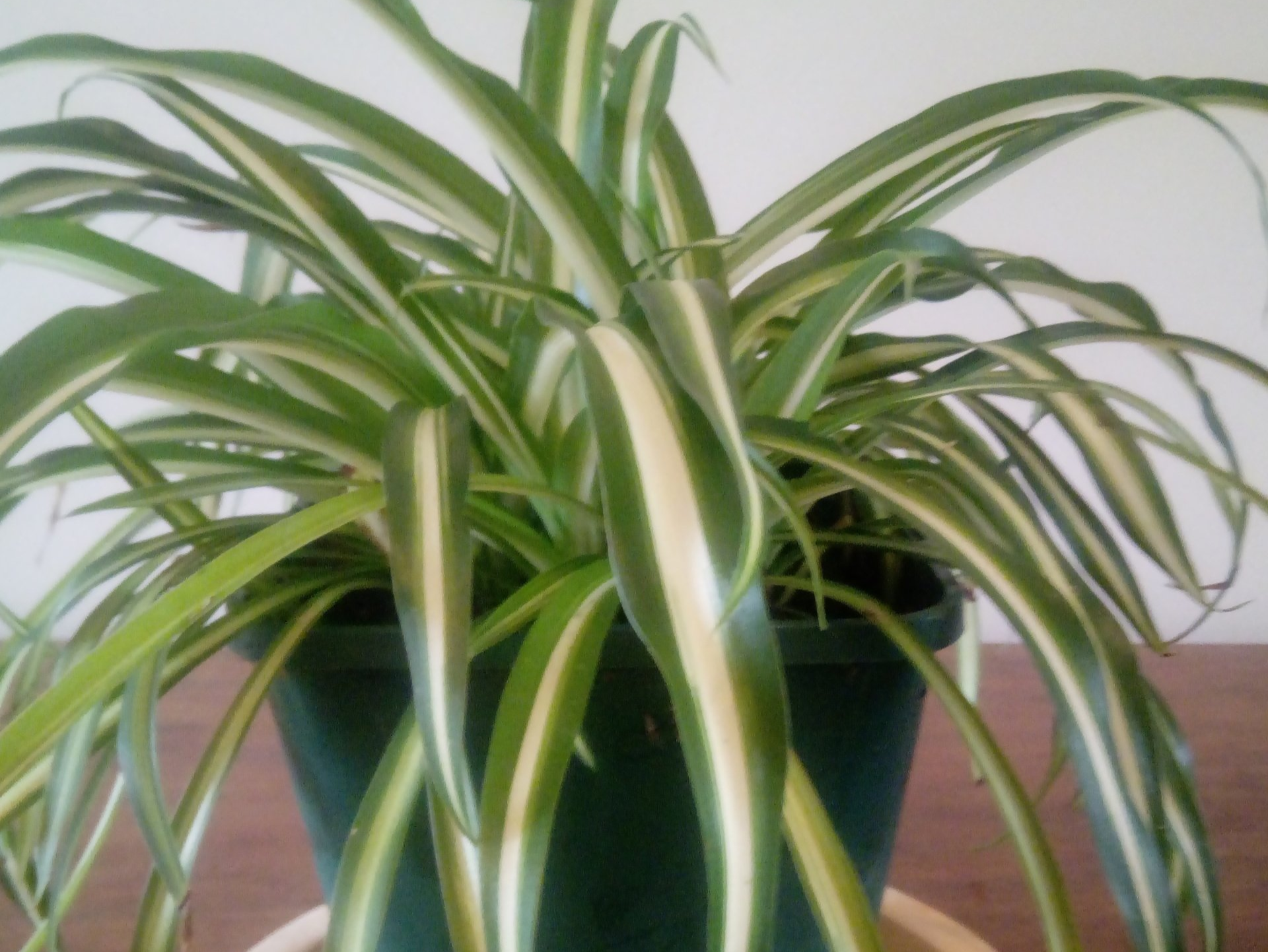 Chlorophytum, a natural air purifier