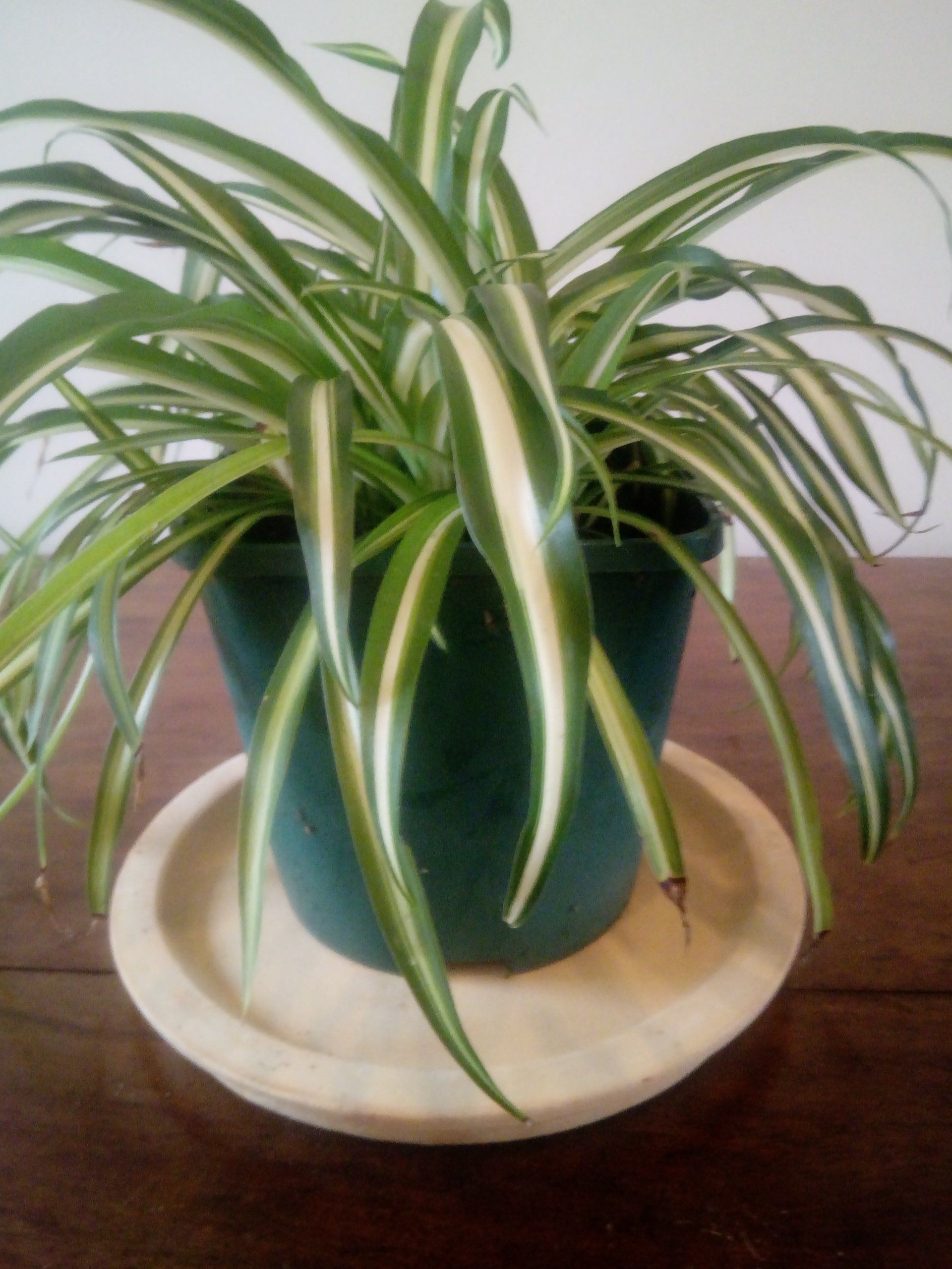 Chlorophytum or the Spider Plant