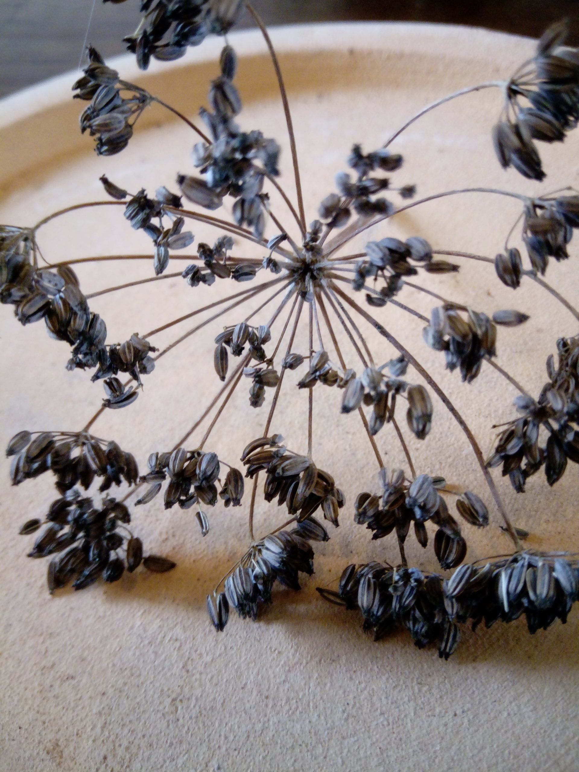 Bronze Fennel Seed Head - Foeniculum vulgare 'Bronze'