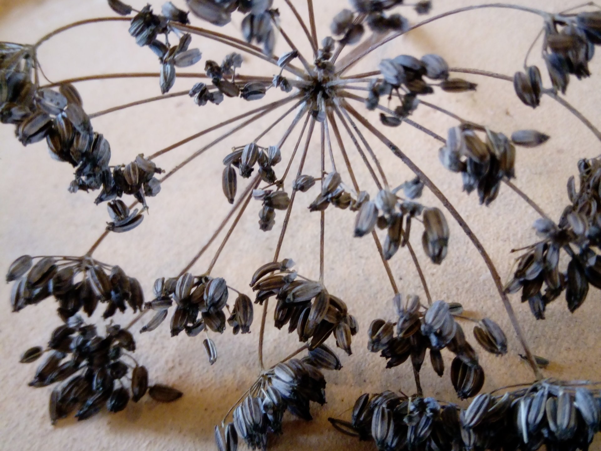 Bronze Fennel Seed Head