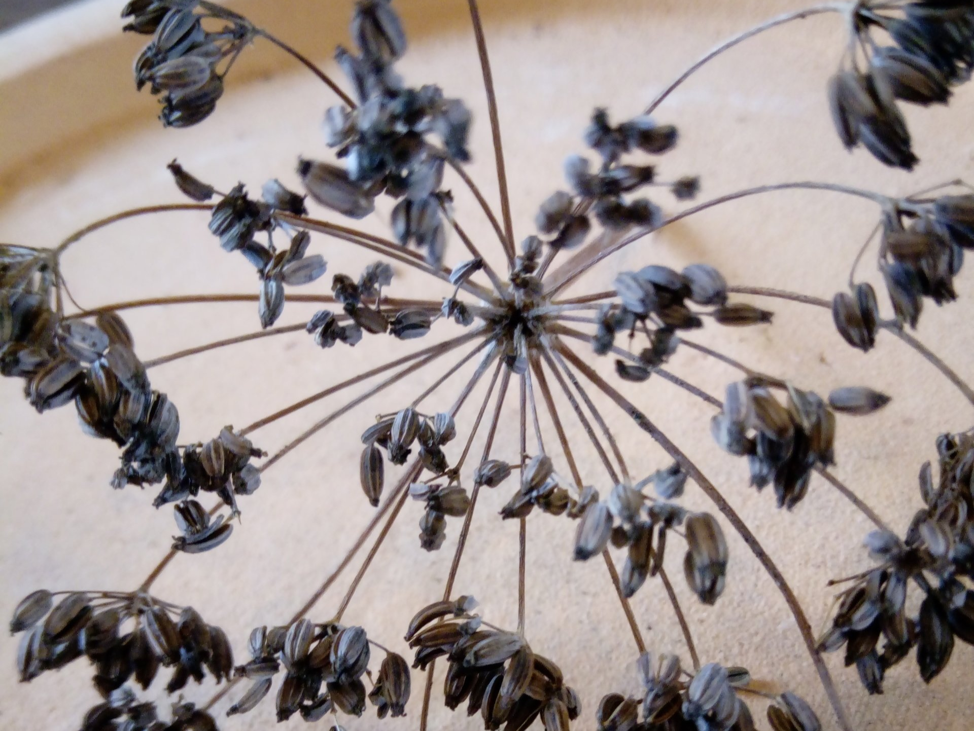 Bronze Fennel Seed Head