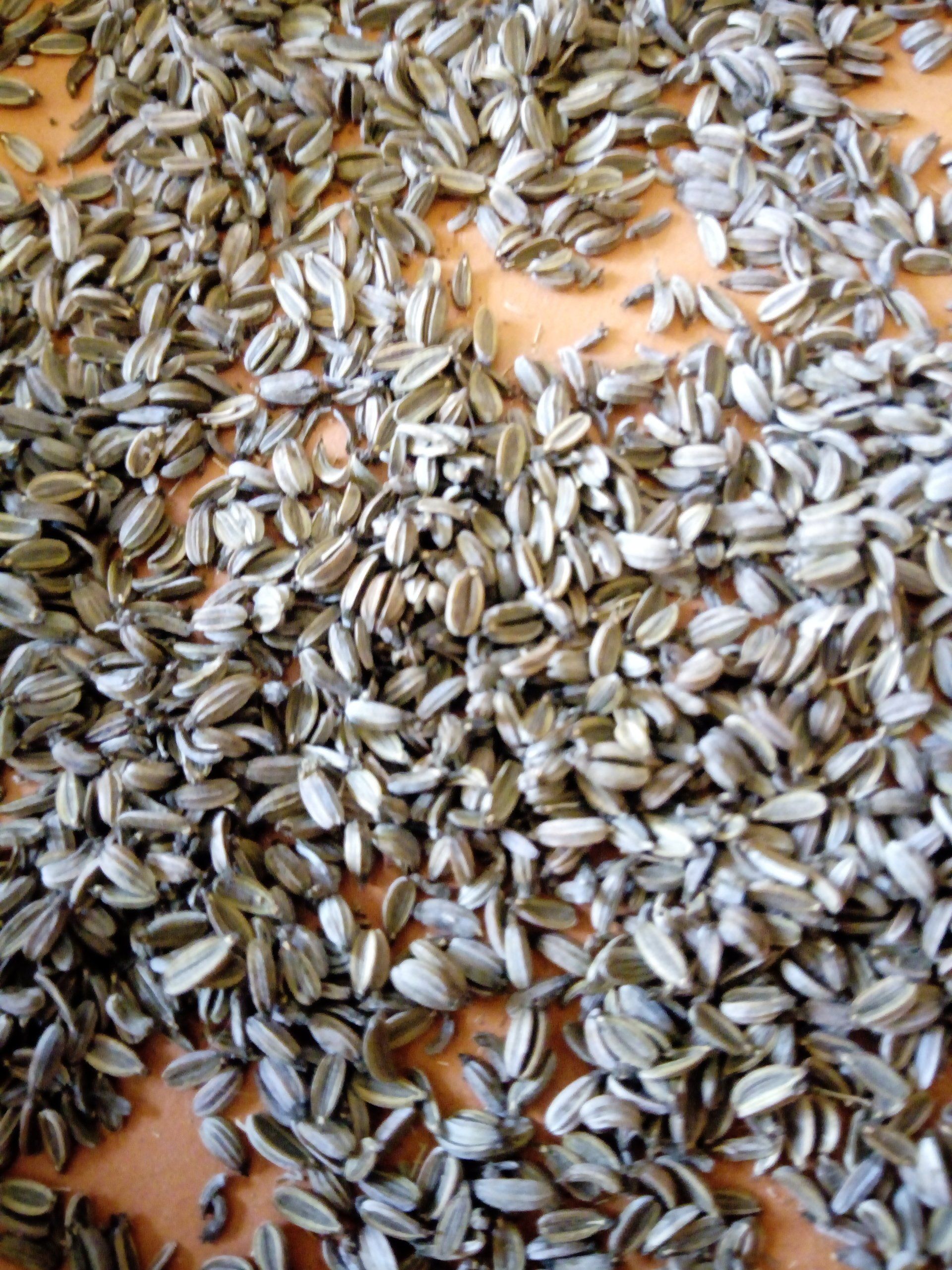 Close up of Bronze Fennel Seeds - Foeniculum vulgare 'Bronze'