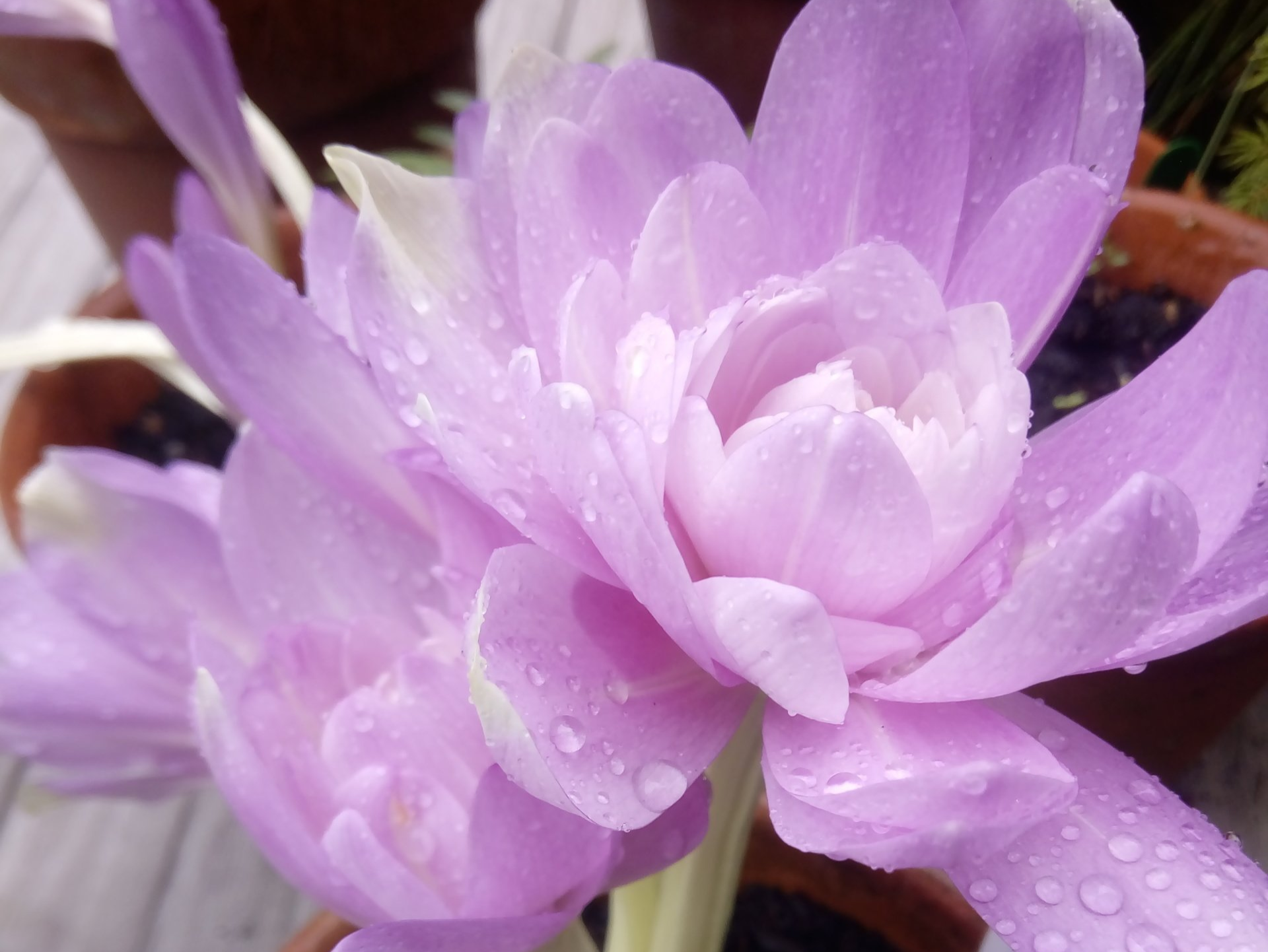 Colchicum Waterlily in Flower