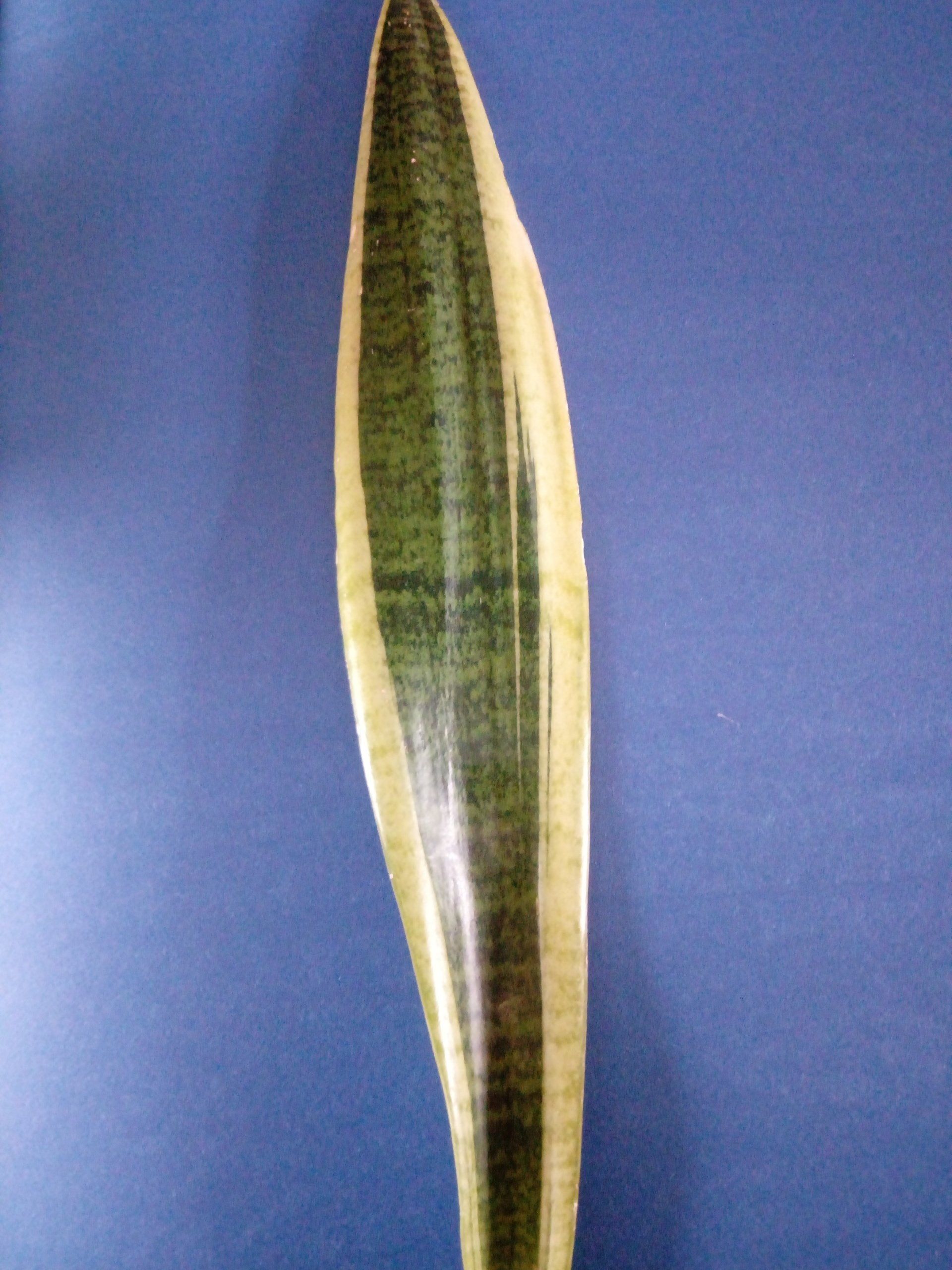 Sansevieria - Mother in Law's Tongue Leaf