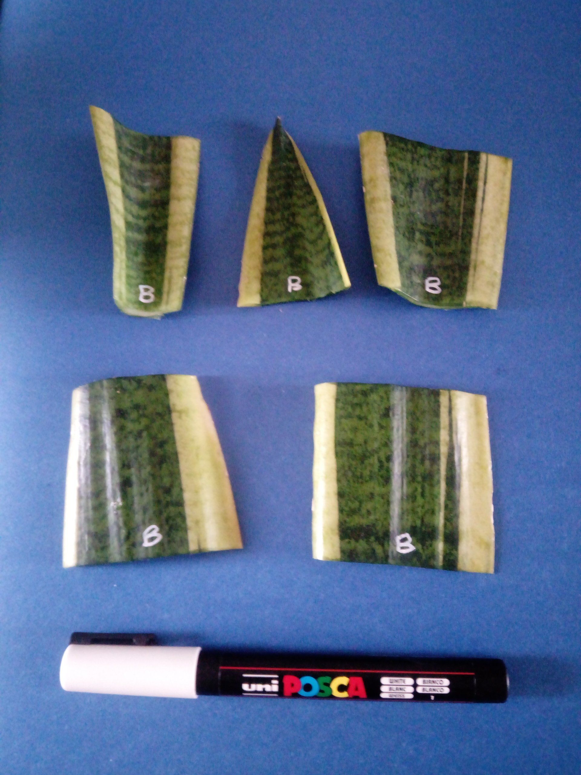 Sansevieria - Mother in Law's Tongue Leaf Cuttings with their base labelled