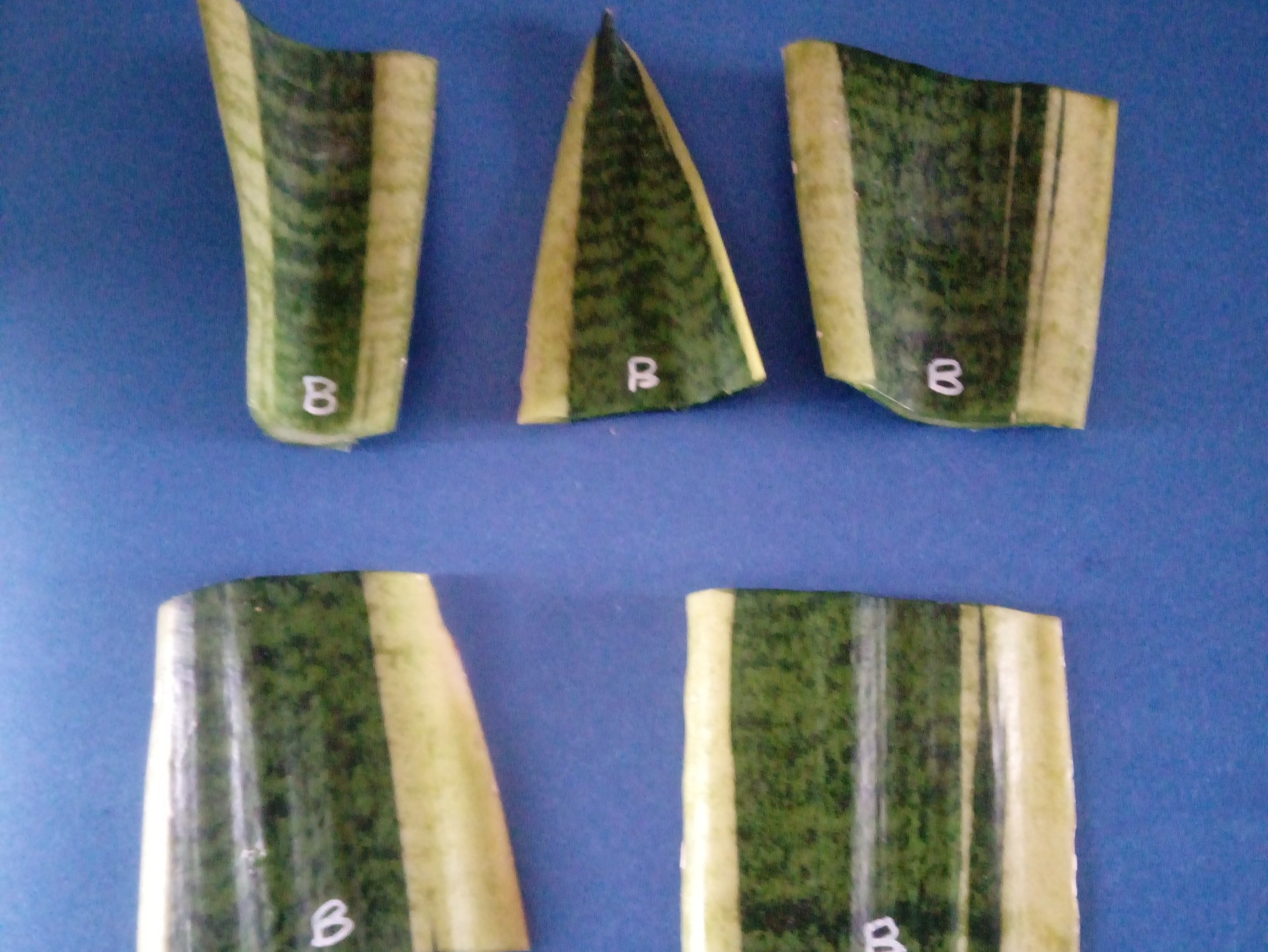 Sansevieria Leaf Cuttings