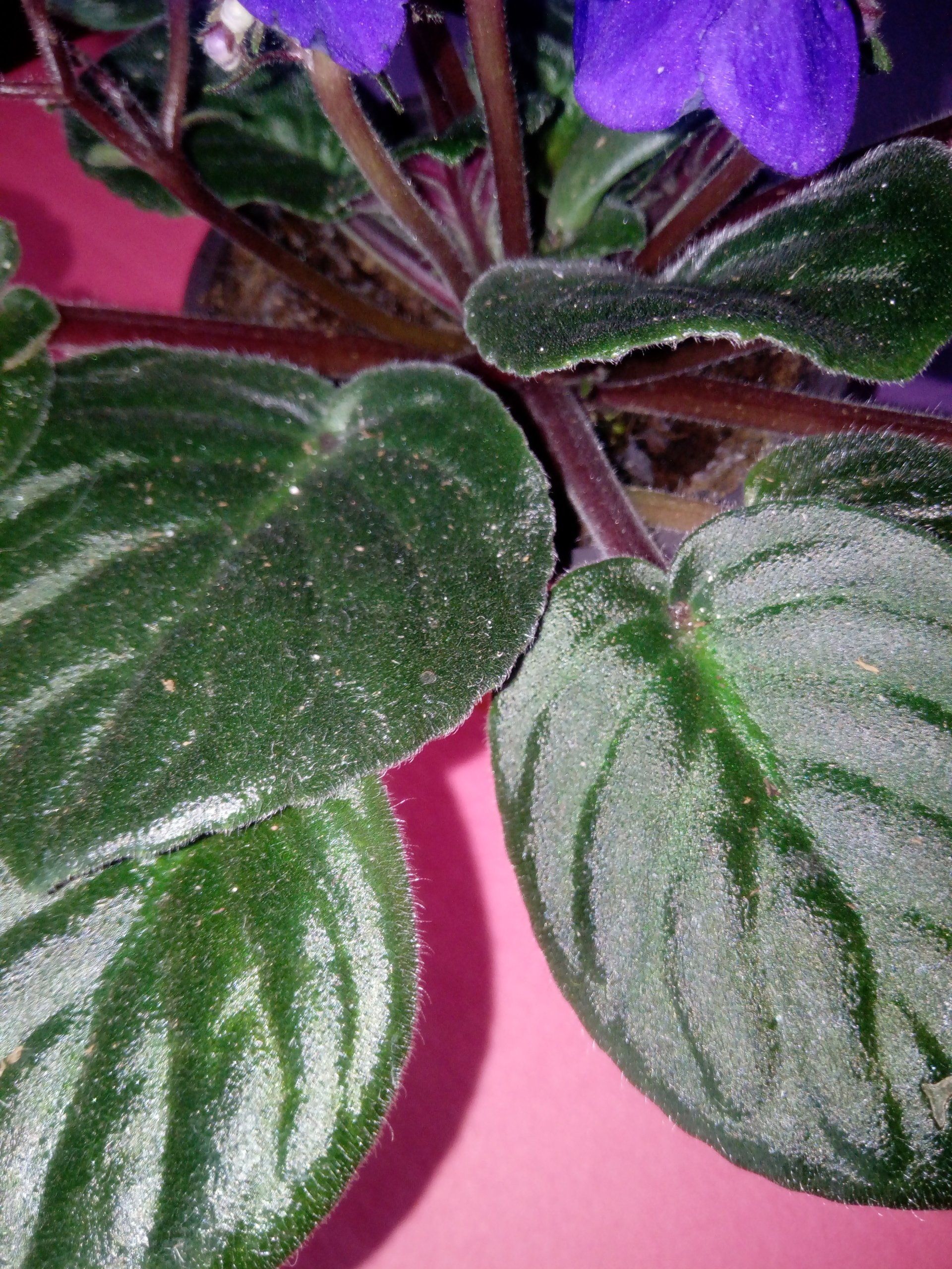 African Violet, Saintpaulia leaves
