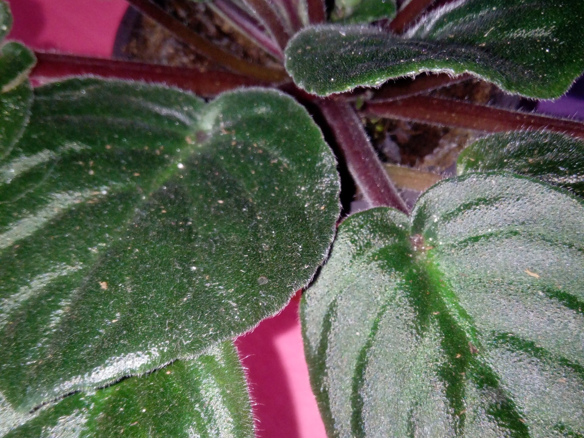 African Violet Leaf Cuttings
