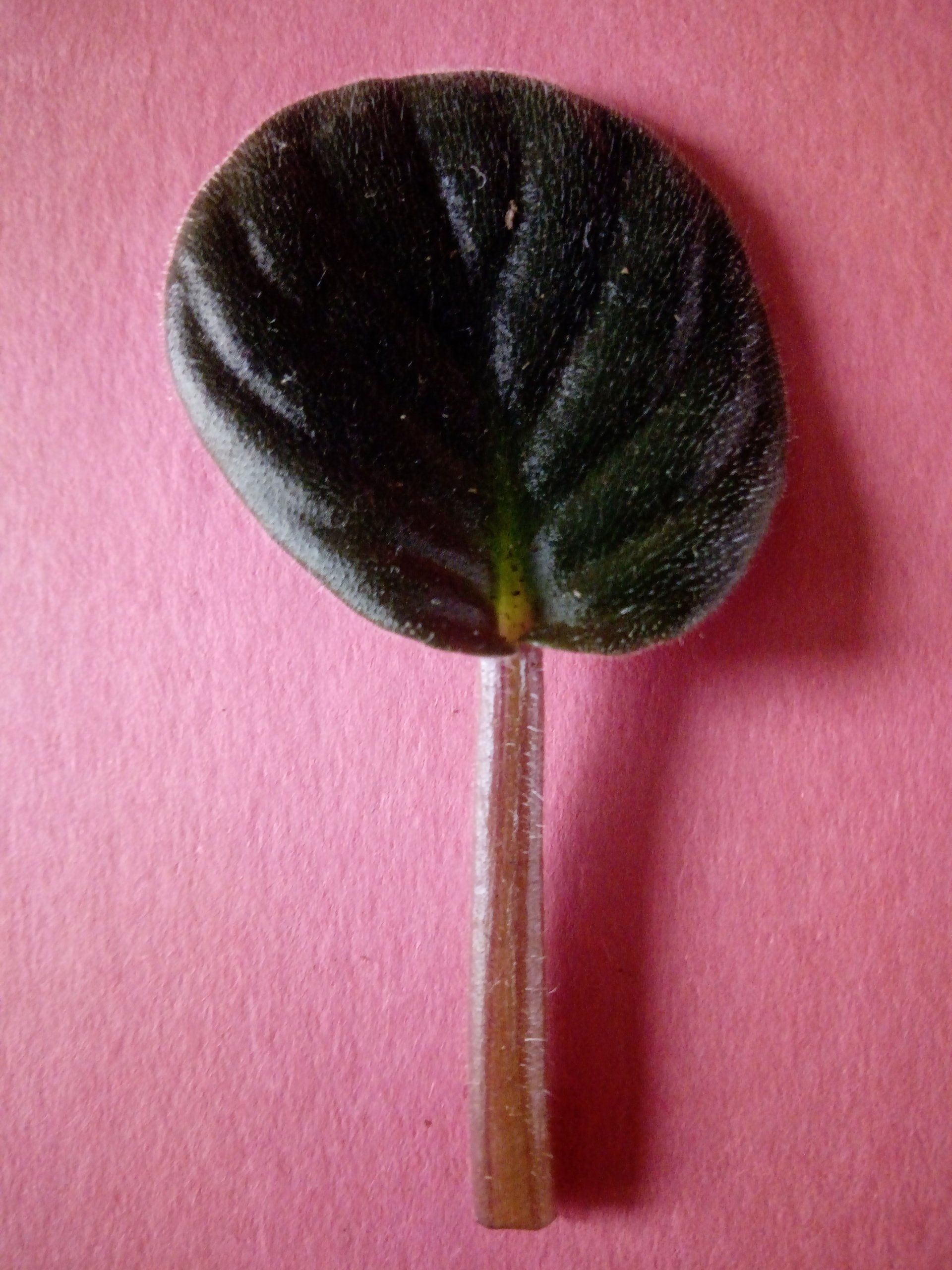 African Violet, Saintpaulia Leaf Cutting