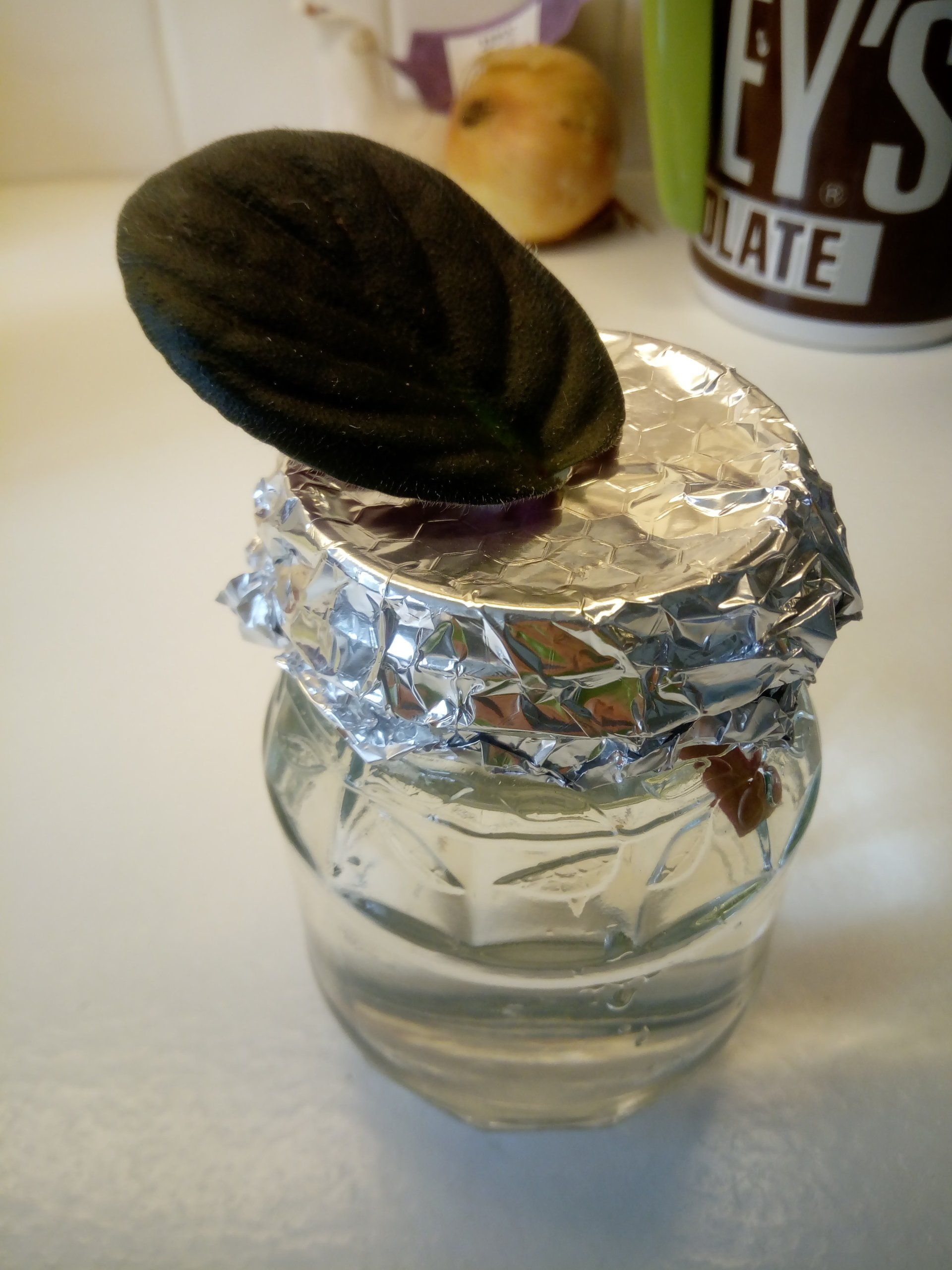 African Violet, Saintpaulia Leaf Cutting in a Jar of Water