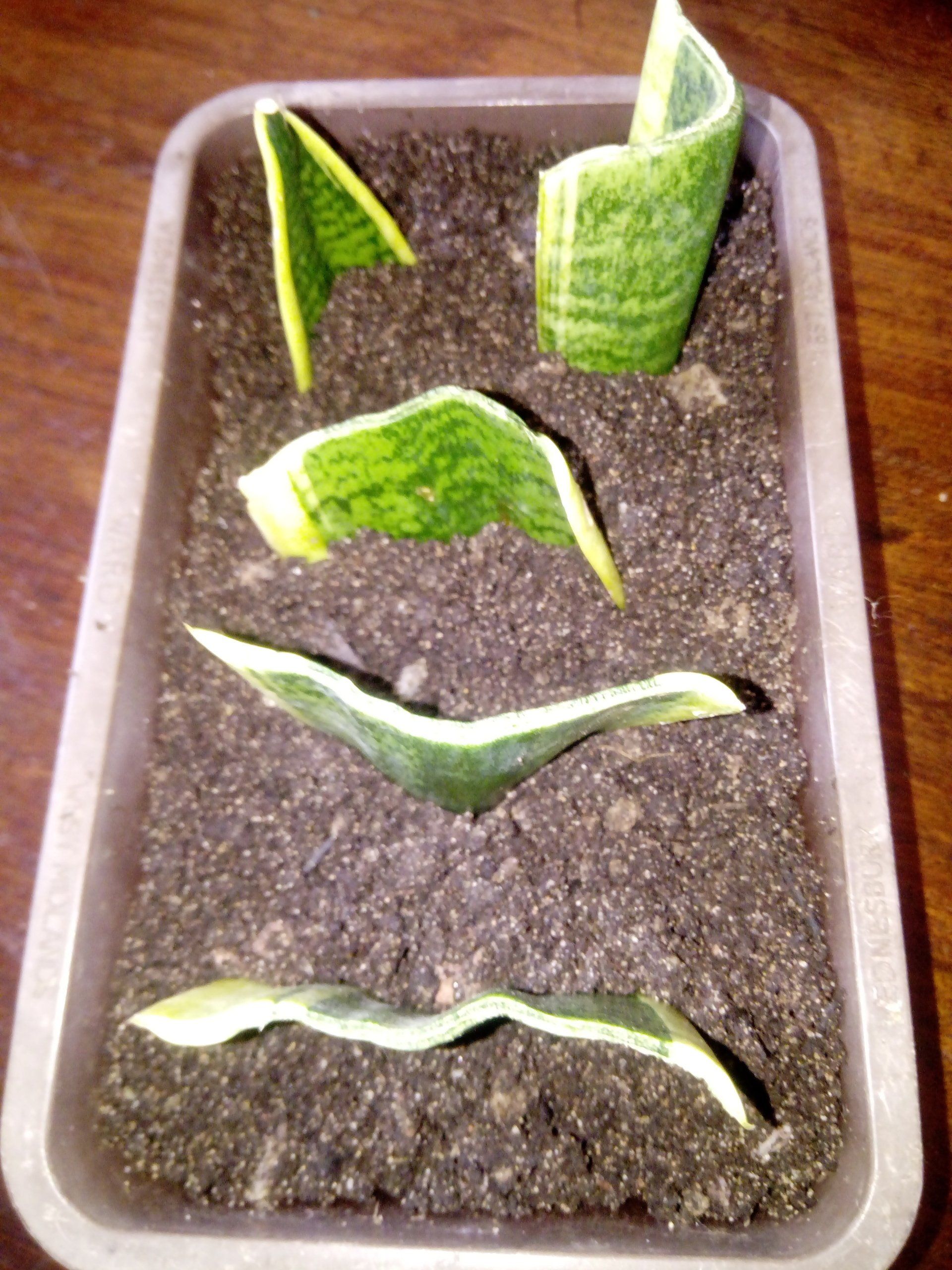 Sansevieria - Mother in Law's Tongue Leaf cuttings in a seed tray of cactus and succulent compost