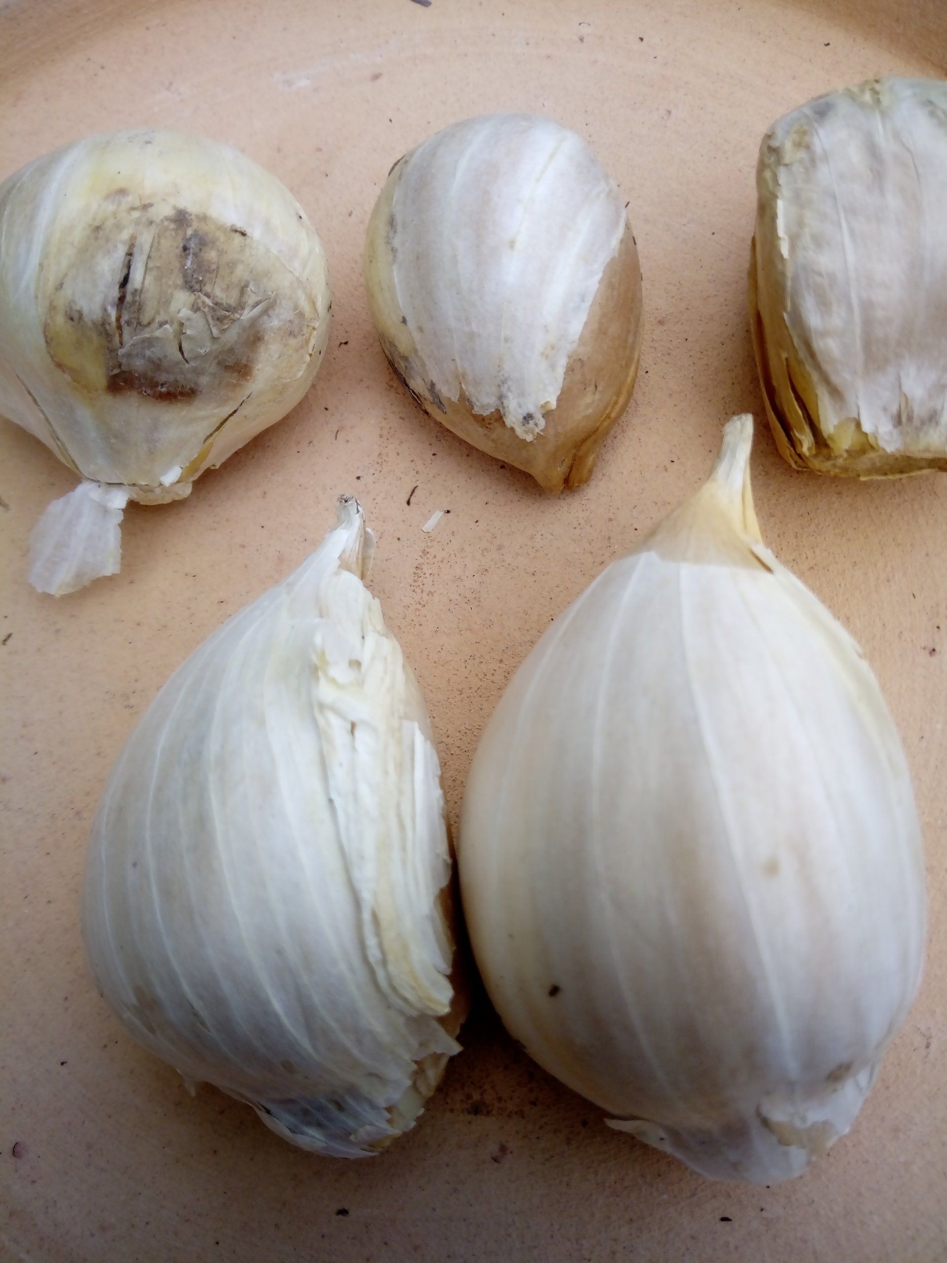 Elephant Garlic Gloves