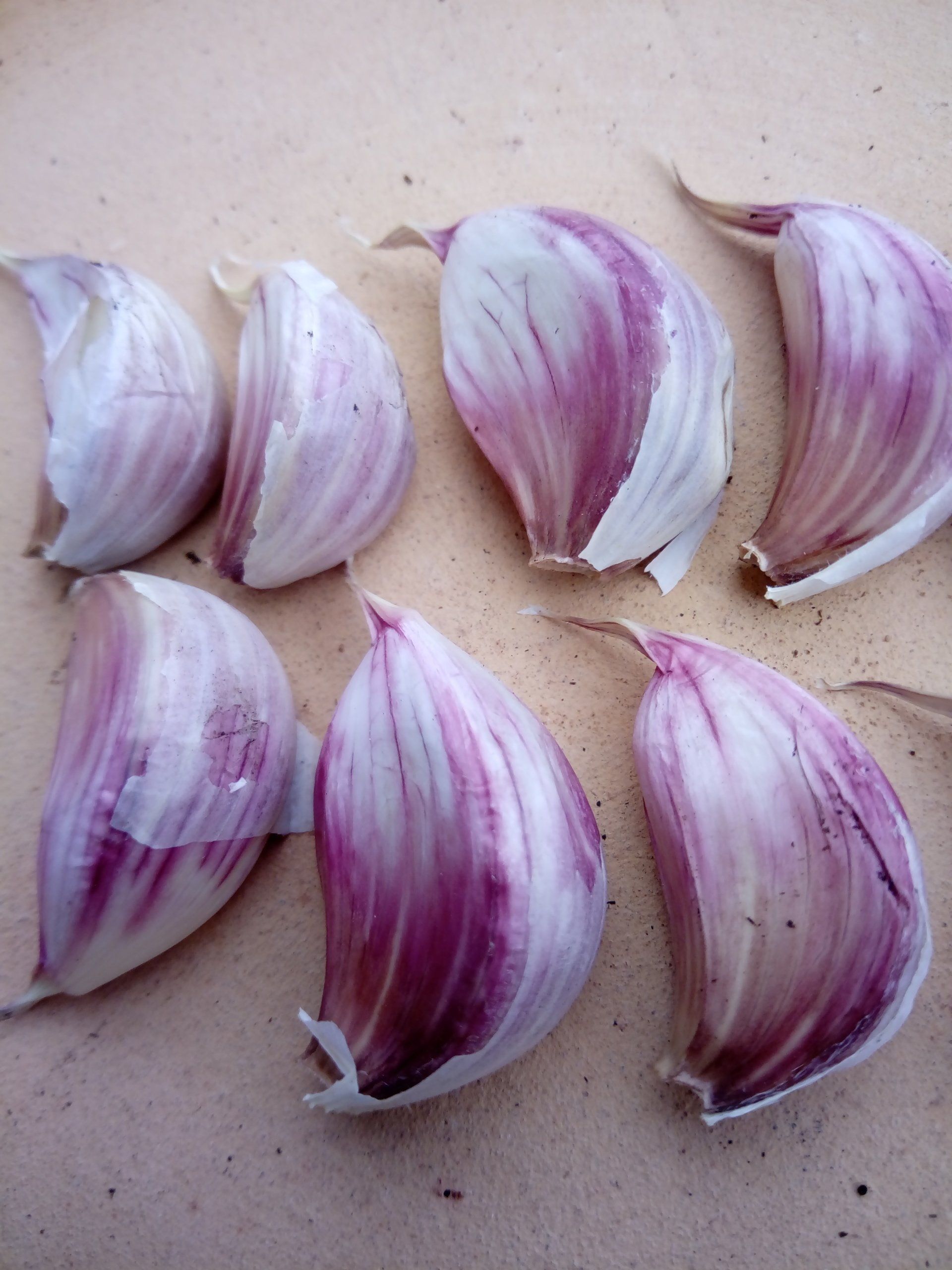 Garlic Carcassonne Wight Cloves