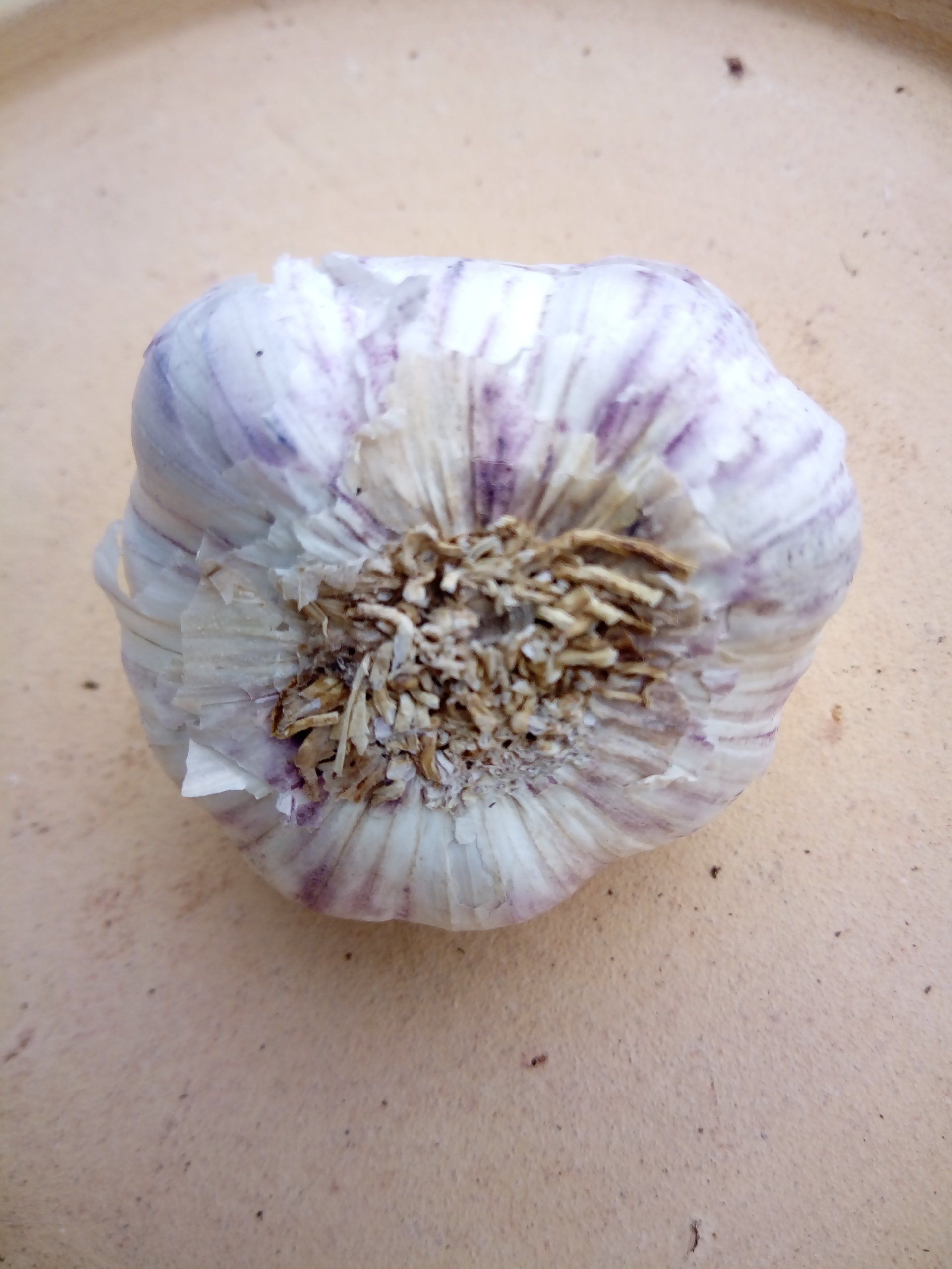 Garlic Germidour Bulb