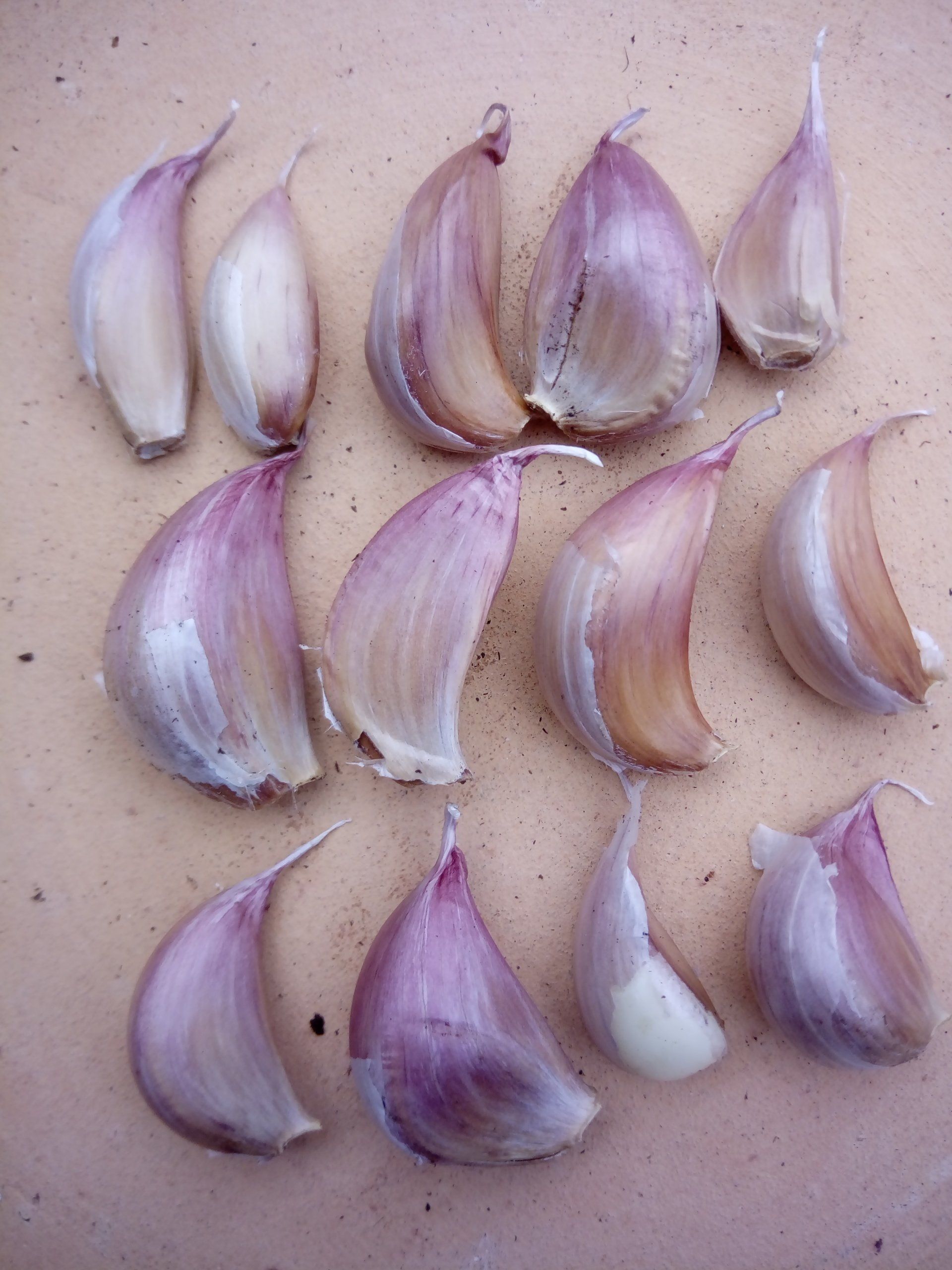 Garlic Germidour Cloves